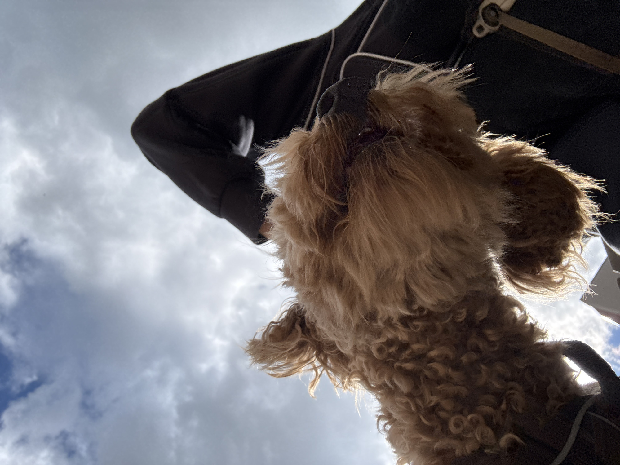 The image depicts a close-up, low-angle view of a dog with curly, light brown fur. Part of a person wearing a dark jacket is visible above the dog. The background shows a cloudy sky. There is no information in the image to identify the location as Izhevsk, Russia.
