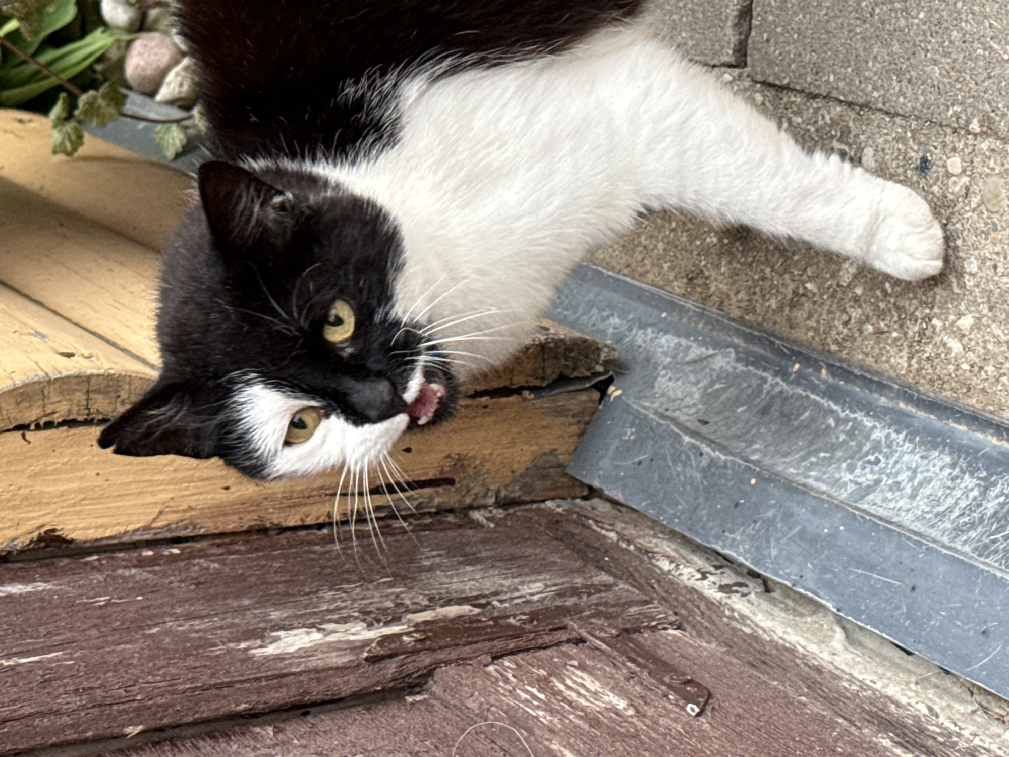 A black and white cat with yellow eyes and its mouth slightly open is standing next to a wooden structure in Vikraičiai, Lithuania. The cat's fur is predominantly white on its chest and face, with black markings covering its ears, back, and part of its face. The wooden structure appears weathered, with a reddish-brown door on the left and a yellowish-tan wall to the right. A grey metal trough or gutter is positioned along the base of the wooden structure, and a paved surface with visible stones is present in the foreground and to the right. Green foliage and rocks are visible in the background, suggesting an outdoor setting.