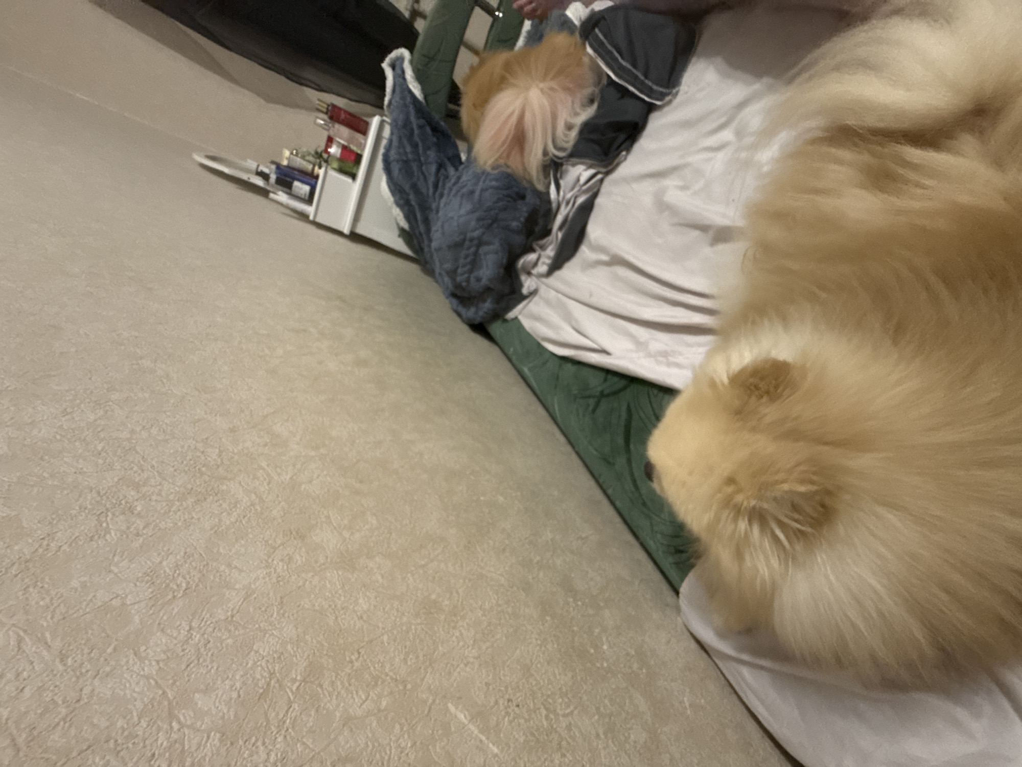 The image depicts a bedroom scene with a dog in the foreground. The dog, a light-colored Pomeranian, is lying on a white sheet. In the background, there is a green surface, possibly a bed or sofa, covered with a blue knitted blanket. To the right, a white nightstand holds several bottles, likely toiletries. The wall behind the nightstand has a textured beige wallpaper. The overall impression is of a casual, indoor setting, possibly a bedroom, with a pet resting comfortably.