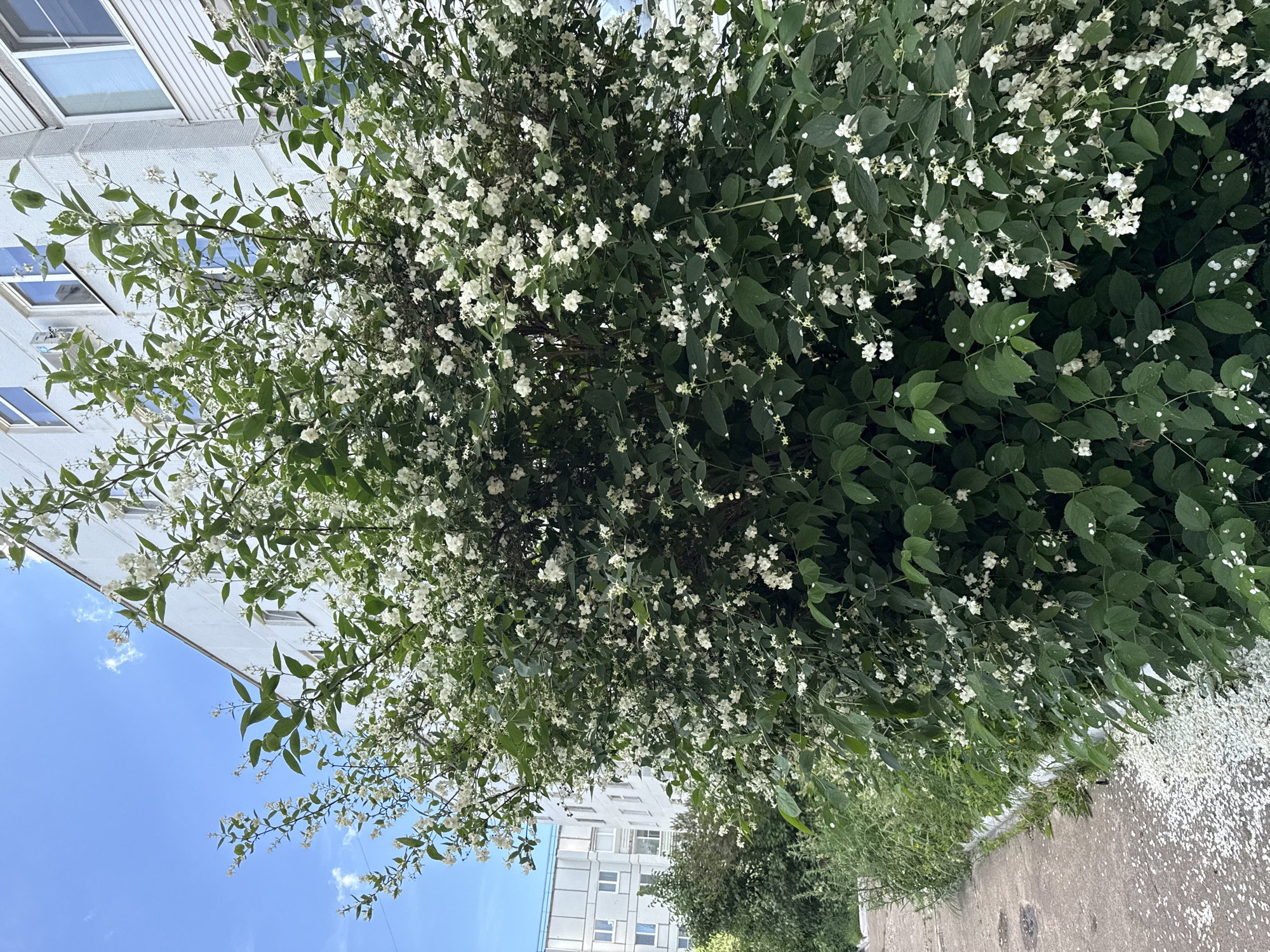 A dense, flowering bush with small white blossoms and green leaves dominates the foreground. The bush is situated next to a concrete path that runs along the bottom left of the frame. The path is partially covered with fallen white petals from the bush. In the background, a light-colored, multi-story apartment building with windows is visible under a clear blue sky with scattered white clouds. The scene appears to be in a residential area of Chaikovsky, Russia. No people are present in the image.
