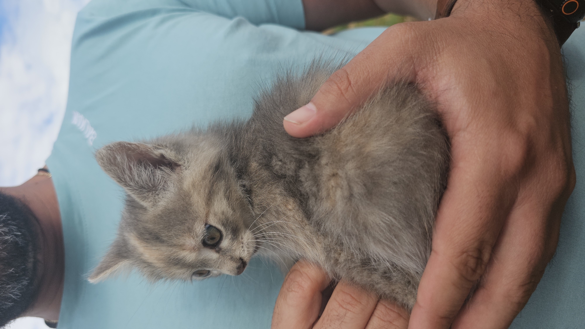 A person is depicted from the chest up, holding a small, fluffy gray kitten with both hands in Tsarkva, Bulgaria. The person, who has a salt-and-pepper beard, is wearing a light blue short-sleeved t-shirt with faint white text on the upper right chest. A thin gold-colored chain is visible around the neck. On the person's right wrist, a dark watch with an orange circular detail is present. The kitten has greenish-brown eyes and prominent white whiskers, and its fur appears to be a diluted calico or tortoiseshell pattern with shades of gray and faint beige/orange. It is looking to its left and slightly downwards. The background is out of focus, revealing a light blue sky with white clouds in the upper portion and blurred green elements, likely foliage, in the lower right. The person's hands are cupping the kitten, supporting its body.
