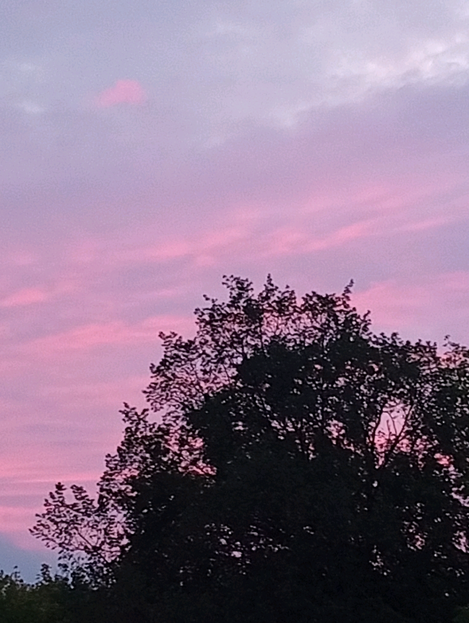 This is a vertical, eye-level, outdoor, medium shot of a tree's silhouette against a dusky sky in an unknown urban location. The sky is a gradient of light purple at the top, transitioning to pink and then a lighter purple towards the bottom. The tree dominates the bottom two-thirds of the frame, its dark branches and leaves silhouetted against the vibrant sky. Wispy clouds streak across the sky, illuminated by the fading sunlight in shades of pink and light purple. The lower edge of the image shows the tops of other, darker trees, suggesting a park or treed area within a city. There are no people or animals visible in the image.
