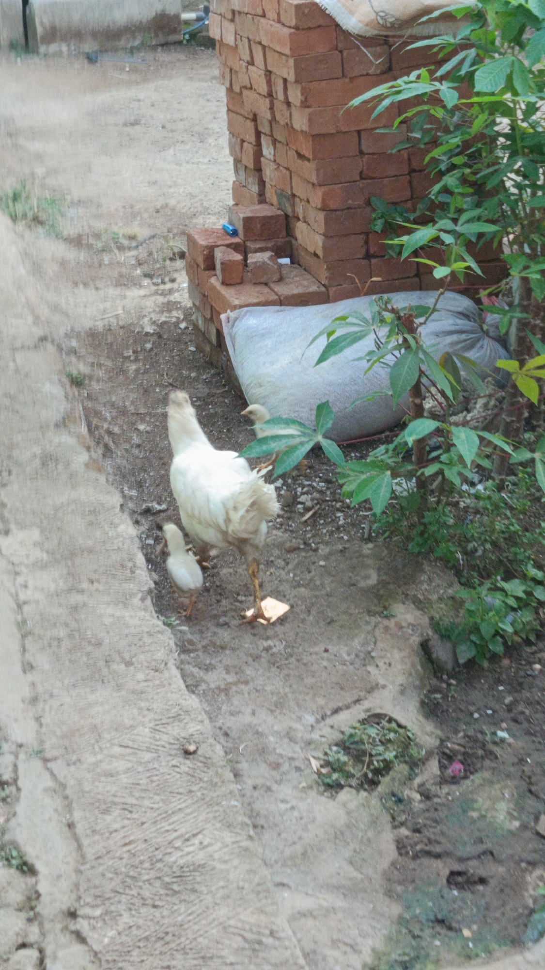 In Margajaya, Indonesia, a white chicken stands on a dirt path next to a larger white sack and a stack of bricks. A smaller white chick is positioned in front of the chicken, and another chick is partially visible behind the chicken. Green leafy plants are growing to the right of the sack and bricks. The ground is a mixture of dirt and concrete, with some dry leaves scattered around. The overall scene appears to be an outdoor yard or a construction area.