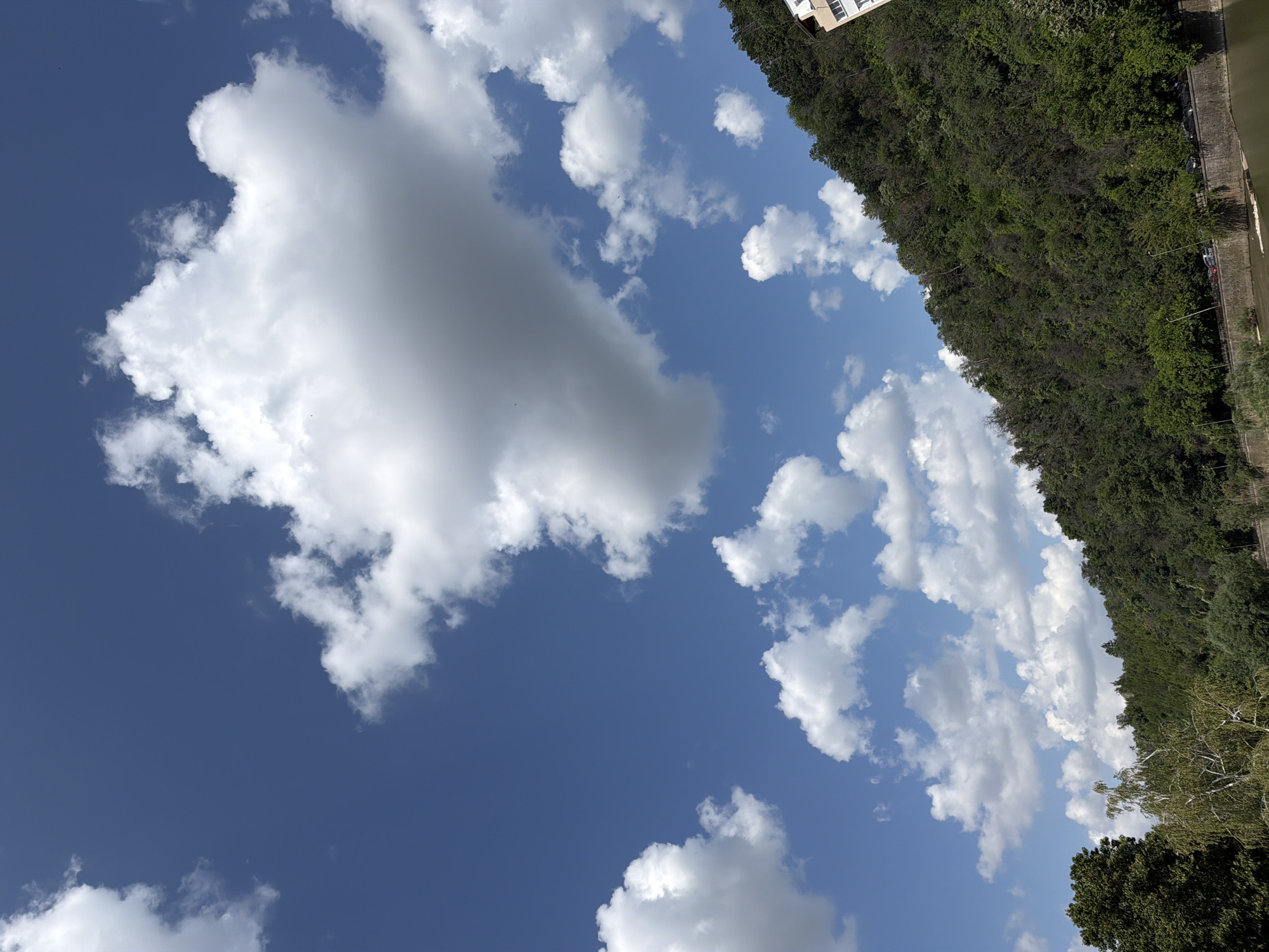 The image depicts a view from a riverbank in Lovech, Bulgaria, looking towards a densely forested hillside. The sky is a vibrant blue with scattered white cumulus clouds. The hillside is covered in lush green trees, with a building visible at the top right corner, suggesting an urban edge to the natural landscape. In the foreground, a body of water, likely the Osam River, flows along the bank, which is lined with a stone wall. Several cars are parked along a road that runs parallel to the river and at the base of the hill. The scene suggests a clear, sunny day with a mix of natural and urban elements.