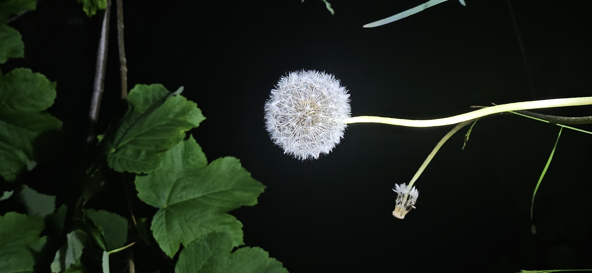 The image depicts a dandelion seed head in full bloom, brightly lit against a dark background, likely at night. To the left are green leaves, possibly from a different plant. To the right of the dandelion is a stem with a depleted seed head, indicating the plant has already dispersed seeds. The scene is not identifiable to any specific location and no specific objects are recognizable. No people or city is known.