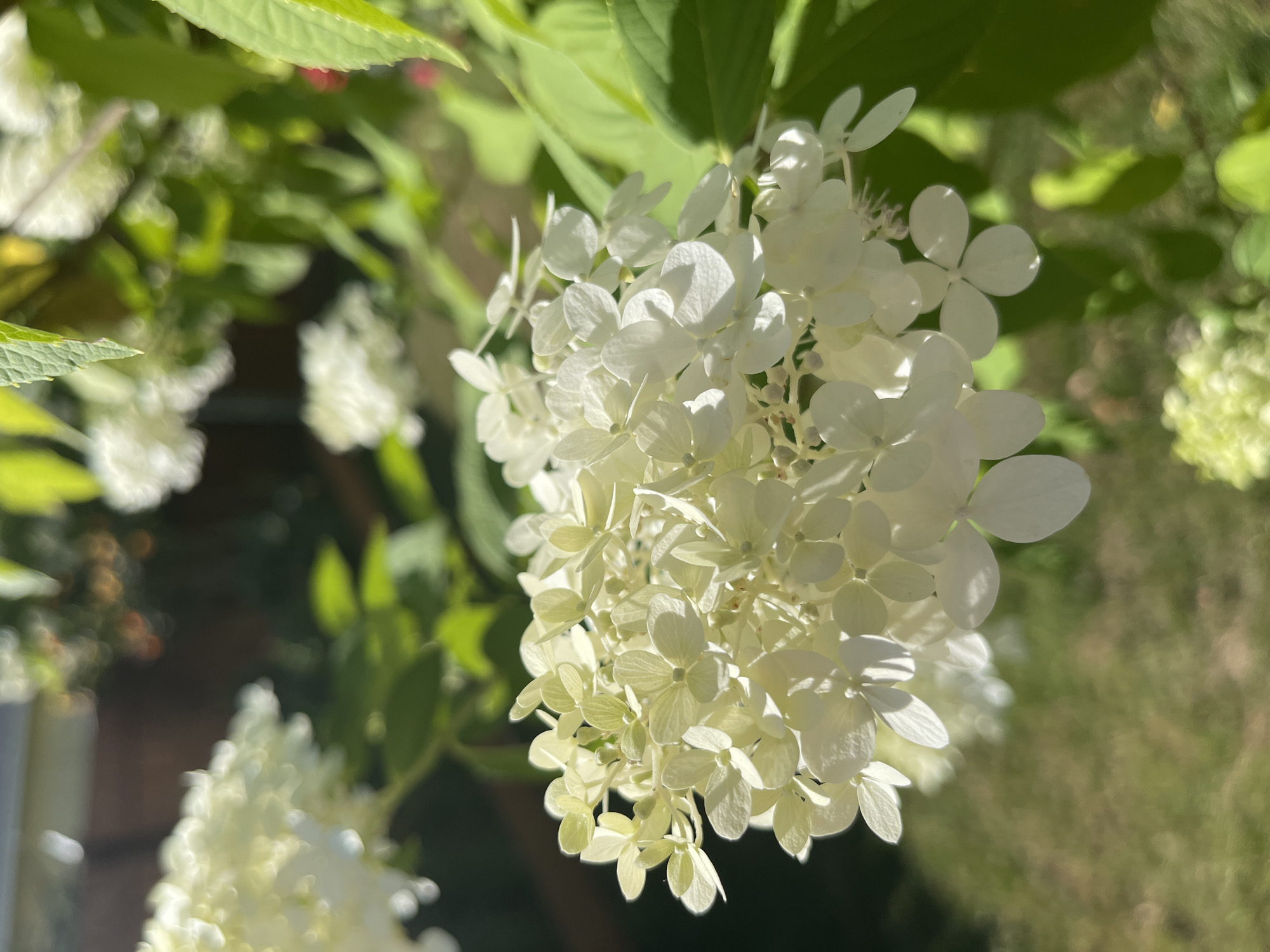 A close-up, outdoor, daytime, eye-level shot shows a cluster of creamy white hydrangea flowers in bloom, with a blurred green and brown background of foliage, grass, and a wooden fence. The flowers are delicate and have multiple petals, with some appearing lighter or more translucent than others. The image captures the texture and form of the blossoms in sharp focus, while the surrounding environment is softened, suggesting a shallow depth of field. The lighting is natural and bright, casting subtle shadows and highlighting the luminous quality of the petals. There are no people or animals visible in the scene. The image appears to be taken in Gresham, Oregon, United States of America, a city known for its gardens and natural beauty.