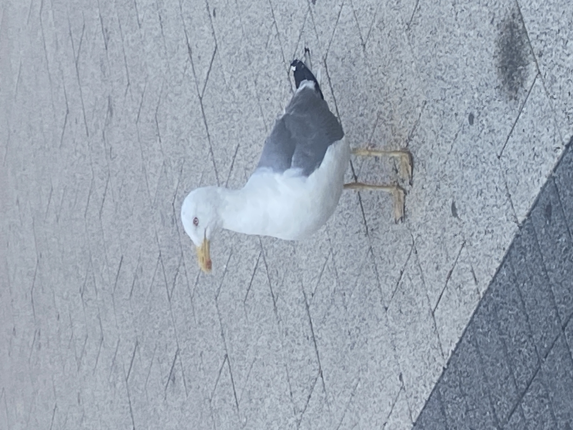 A single seagull stands on a paved walkway, its white body contrasting with its gray wings and black-tipped tail feathers. Its beak is a bright yellow with a hint of orange at the tip, and its eyes are a striking red. The ground is made of interlocking gray pavers, with a darker, shaded area visible in the foreground, suggesting the presence of a structure or shadow. The scene appears to be an outdoor public space, possibly a promenade or plaza. The image does not contain any individuals or specific landmarks that would definitively place it in Burgas, Bulgaria.