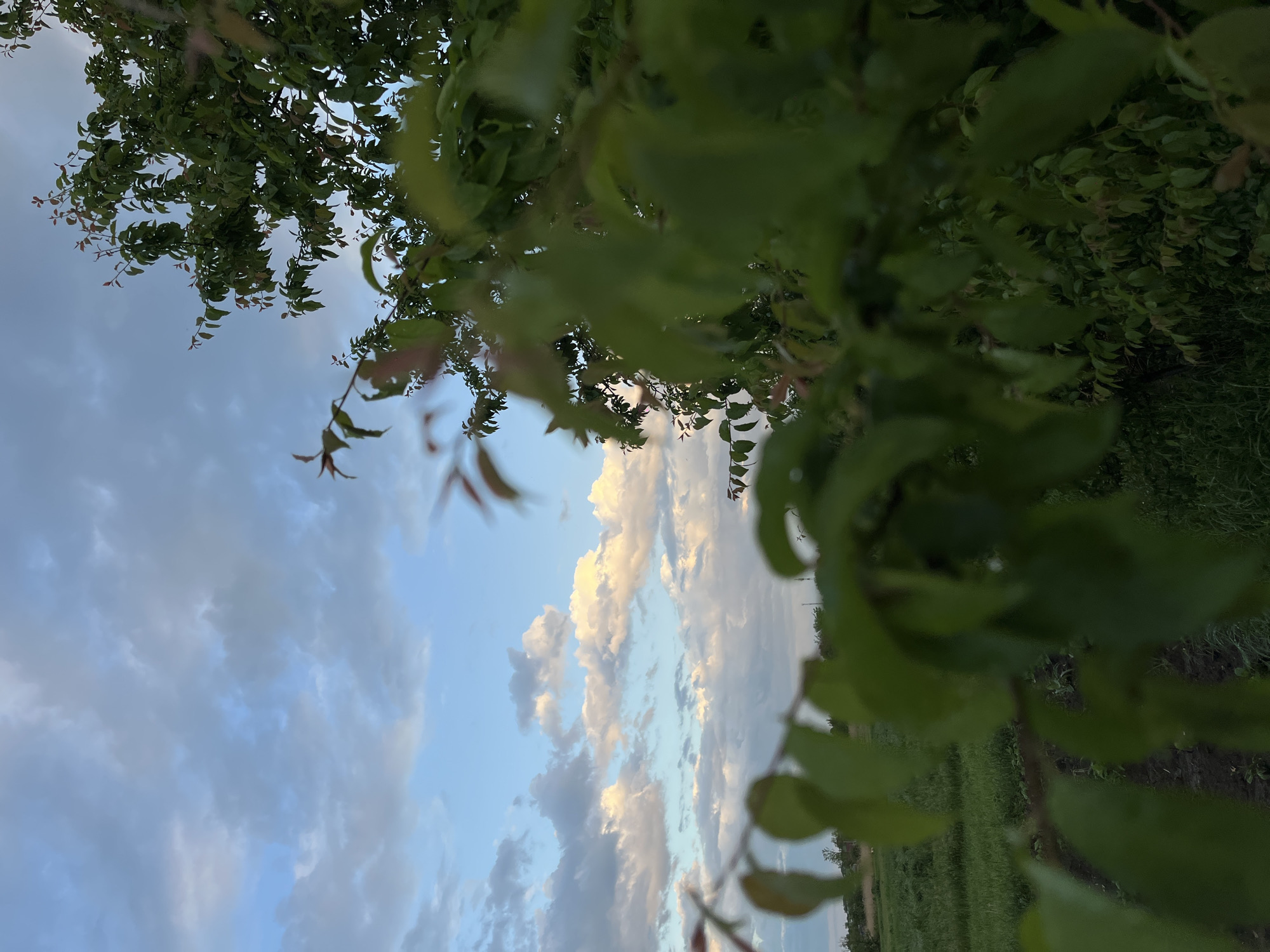 The image shows a view through tree leaves towards a cloudy sky in Novopokrovskaya, Russia. Some fields are visible through the foliage.