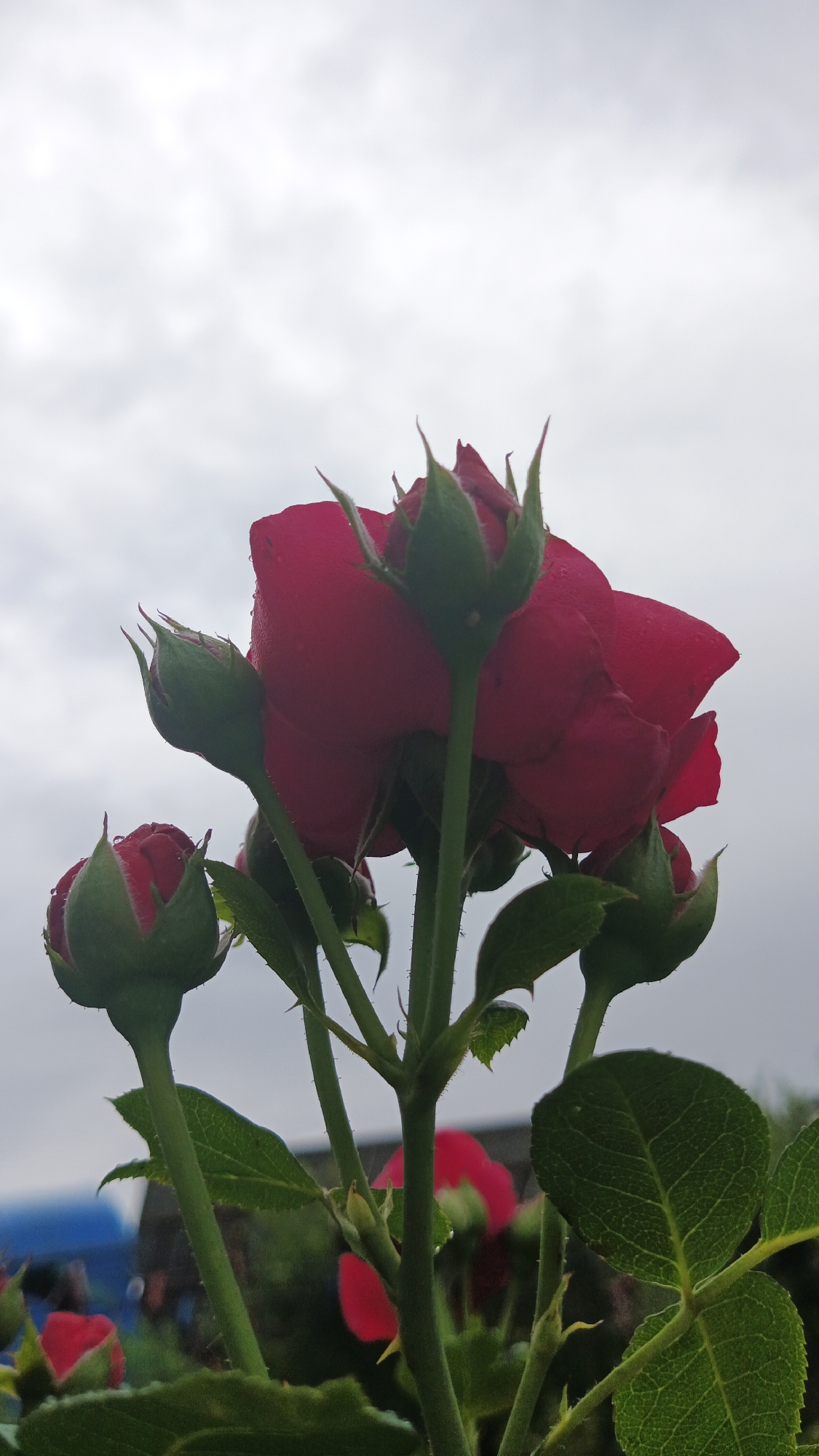 A low-angle, close-up shot captures a cluster of red rose buds and a partially opened rose against a cloudy sky. The rose petals are a deep crimson, and some appear to be speckled with water droplets. The buds are tightly closed, covered in fuzzy green sepals. The stems are green and thorny. In the background, out of focus, are hints of green foliage and possibly other red roses, along with a blurred blue object that could be part of a structure or vehicle. The overcast sky suggests a cool, possibly damp day. The image appears to be a natural outdoor setting, consistent with a garden or park. It is not possible to determine the specific location within Kryvyi Rih, Ukraine from the visual information provided.