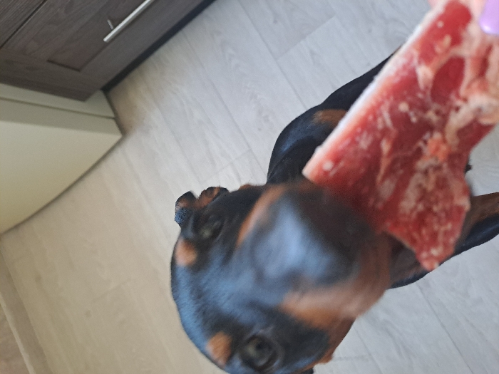 A black and tan dog, consistent with a Doberman Pinscher breed, is depicted indoors within a residence in Bel'kovo, Russia. The dog is positioned centrally, with its head and upper body directed towards the viewer, its snout very close to a piece of raw, reddish meat. The meat, displaying white striations consistent with fat or connective tissue, is held by a human hand, of which only the fingertips and a pink-painted thumbnail are visible at the bottom right of the frame. The dog appears to be engaging with the meat, potentially about to consume it. The background consists of light-colored, possibly laminate, flooring. To the left, a light beige or white wall or cabinet is visible, meeting the floor line. To the right, a dark brown wooden cabinet featuring a silver horizontal pull handle is present.