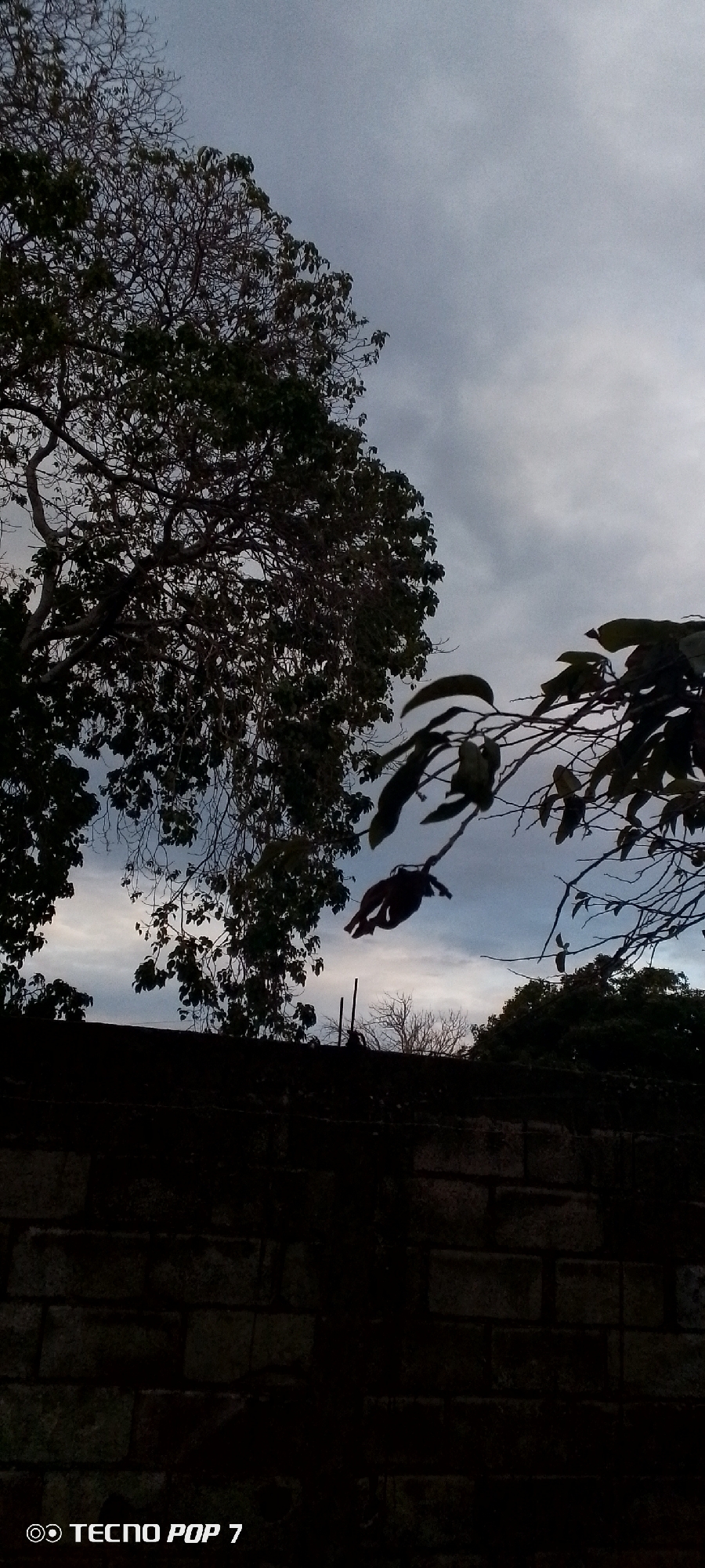 The image, taken in Altagracia, Venezuela, shows a cloudy sky with trees in the foreground. A dark brick wall occupies the lower portion of the frame. The trees are silhouetted against the grey sky, with some branches bare and others covered in leaves. A branch with large leaves extends into the frame from the right. The wall is dimly lit, obscuring the details of its construction. The lower left corner has the words "TECNO POP 7."
