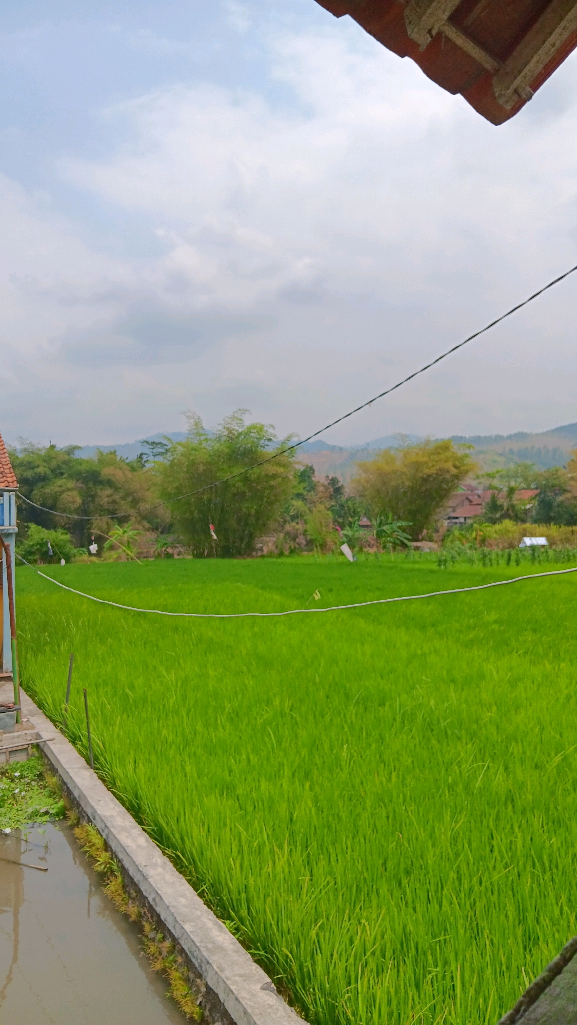 The image captures a lush, green rice paddy in Laren Krajan, Indonesia. The paddy fills the majority of the frame, its vibrant green stalks stretching towards the horizon. A concrete embankment runs along the left side of the paddy, bordering a narrow waterway. In the background, a cluster of bamboo trees stands tall, interspersed with other foliage and hints of residential buildings with red-tiled roofs. Hills form a hazy backdrop under an overcast sky. Two white flags and a red and white flag are visible among the trees, suggesting a local celebration or commemoration. Overhead, dark power lines cut diagonally across the sky, contrasting with the natural landscape. The foreground features the edge of a roof structure, adding a domestic element to the rural scene.