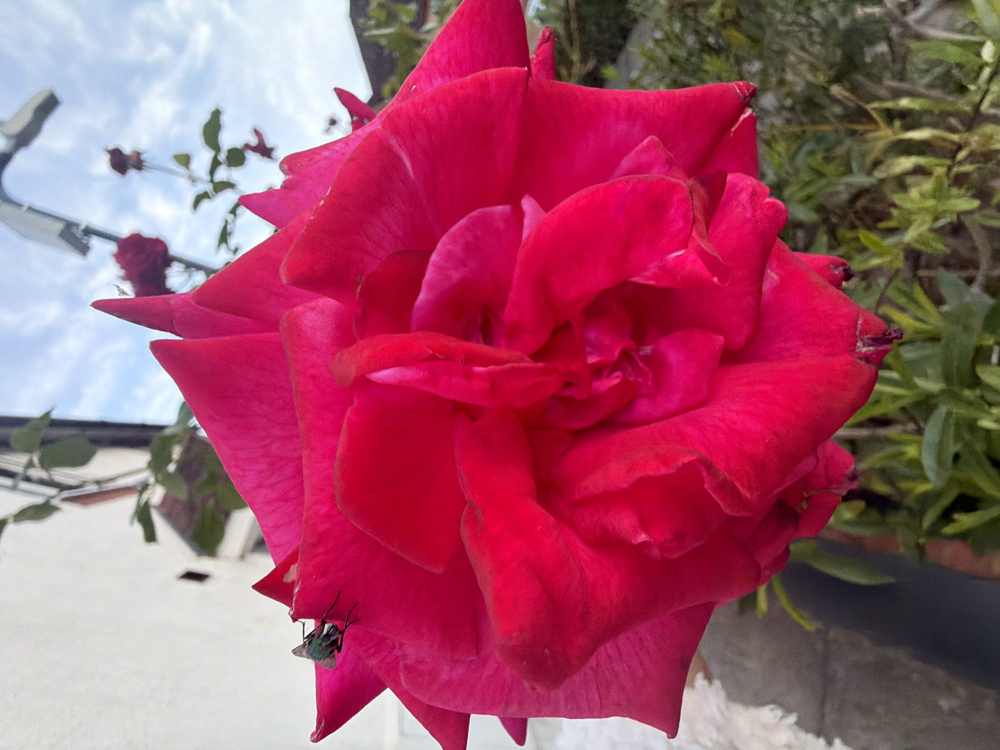 This image depicts a close-up, upward-angled view of a single vibrant fuchsia-pink rose in full bloom, situated in an outdoor environment within Maidstone, United Kingdom. The rose dominates the foreground, with its numerous petals exhibiting a rich, uniform color and intricate folding patterns towards its center. A small, metallic green insect, identified as a housefly or similar species, is perched on an upper-left petal of the rose, with its legs clearly visible gripping the petal's surface.
In the blurred background to the upper left, a plain white wall or building facade is visible, suggesting a nearby structure. A small, dark, rectangular aperture is faintly discernible on this wall. The upper right portion of the background reveals a light blue sky with diffuse white clouds. Extending into this sky from the lower frame is a blurred, light-grey metallic structure, consistent with a street light or lamppost. Further into the background, indistinct green foliage and the faint outline of additional red rose blooms or buds are visible. The lower portion of the image shows blurred green plant leaves and dark ground cover, indicating a garden or planted area. The lighting suggests natural daylight conditions. No human figures are present in the scene.