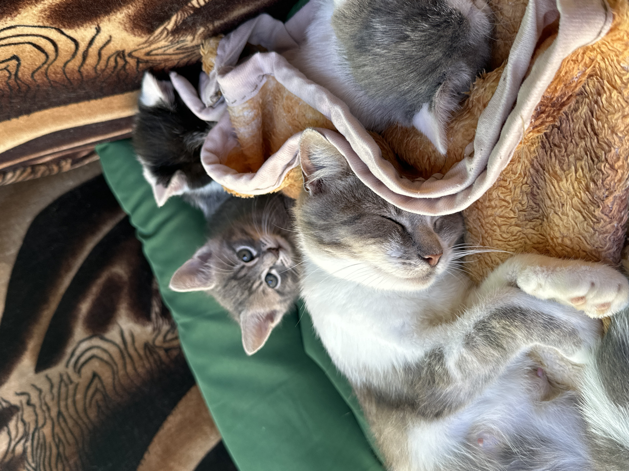 A mother cat is sleeping on her side, with three kittens nestled around her. One kitten is black and white, peeking out from under a blanket. Another kitten, gray and white, is lying on the mother's side, while a third gray kitten is looking up at the camera. The cats are on a green surface, possibly a pet bed, with a patterned blanket in the background. The scene appears to be indoors, possibly in a residential setting.