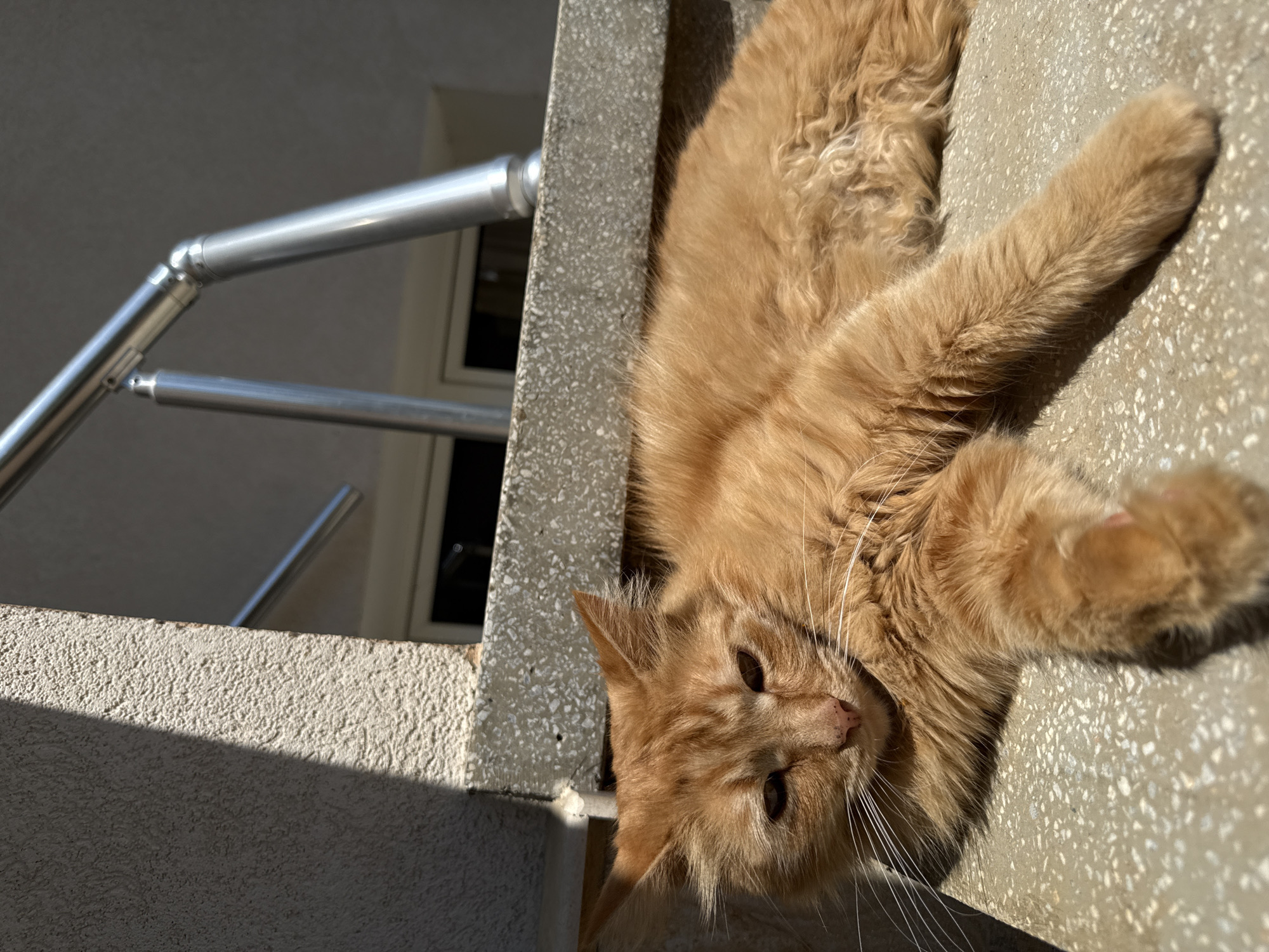 An orange cat lies on a concrete surface with a railing in the background. The location is Berkovitsa, Bulgaria.