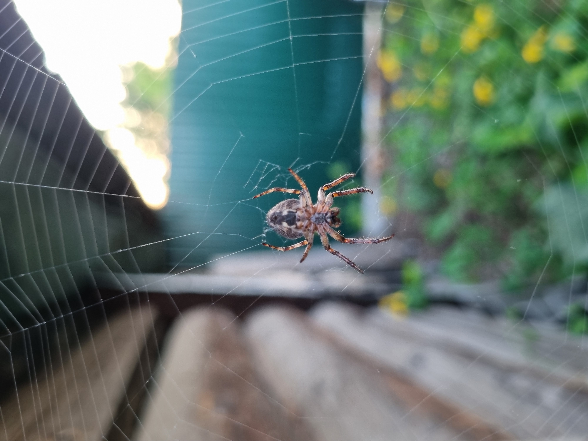 A close-up shot reveals a spider positioned in the center of its web. The spider's abdomen is a mottled mix of dark and light brown hues. Its legs, predominantly orange, are tipped with black segments. The web is constructed amongst the branches of nearby plants. In the background, there is a green surface of foliage. Based on the context of the prompt, this image was taken in the city of Chaikovsky, Russia. The location of the image is not possible to accurately determine from the image.