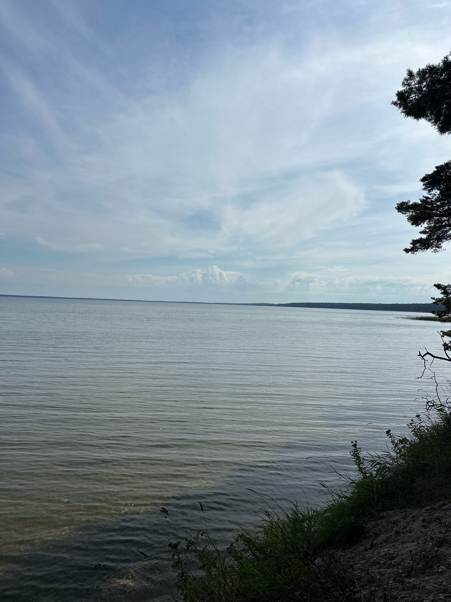The image depicts a serene natural landscape, likely a large body of water such as a lake or bay, on a cloudy day. The water is calm, with subtle ripples reflecting the overcast sky. In the foreground, the bank of the body of water is visible, covered with green grass and some dry vegetation, with a sandy or earthy incline. To the far right, the dark silhouette of a pine tree and some branches are visible against the sky, suggesting it's located near a forest or wooded area. The horizon line is sharp, separating the vast expanse of water from the sky, which is filled with wispy, light clouds interspersed with patches of blue. The overall impression is one of quietude and natural beauty. The location is specified as Нарацкі сельскі Савет, Belarus.