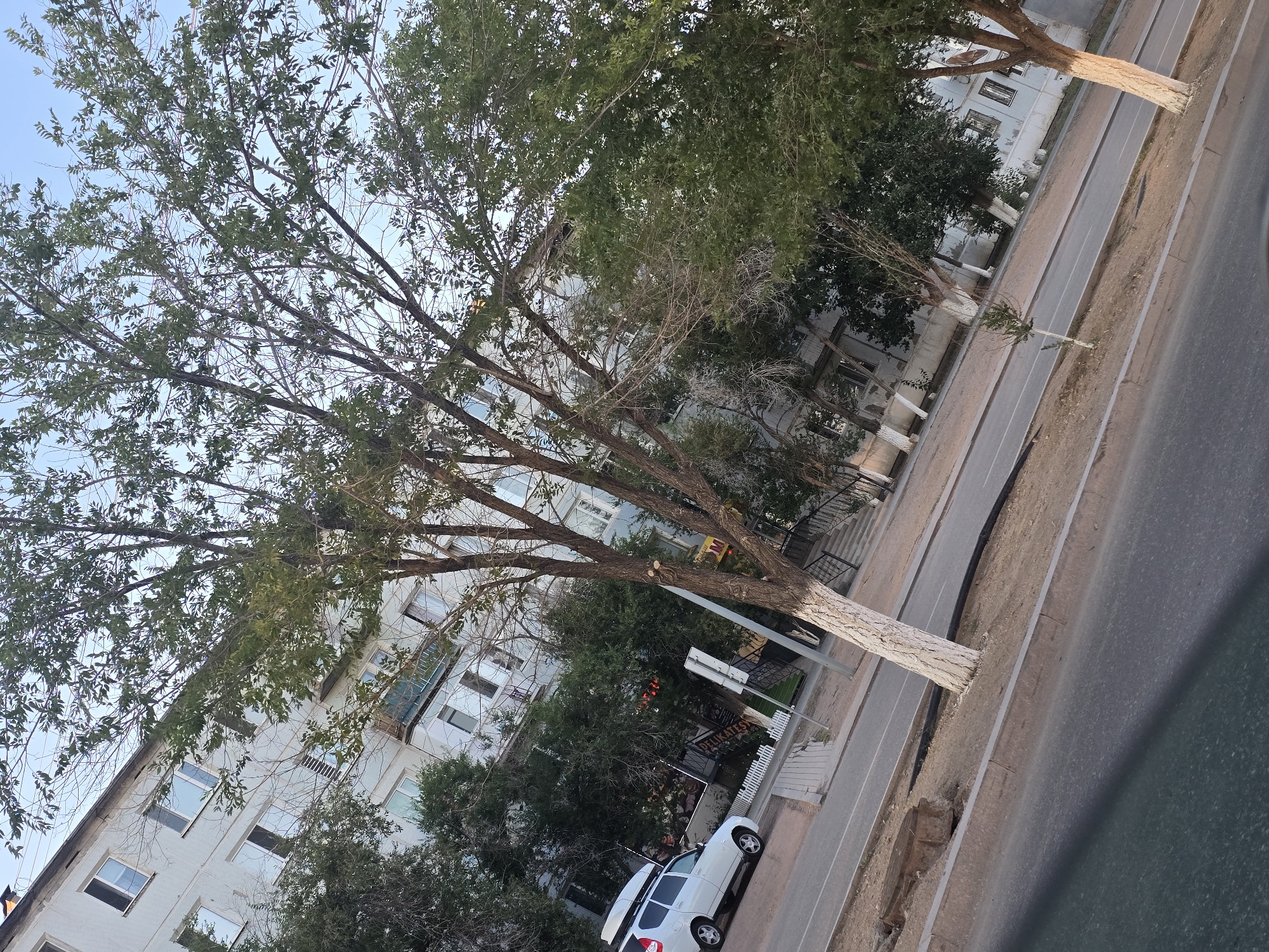 The image depicts a street scene in the city of Balqash, Kazakhstan. A white, multi-story apartment building is visible in the background, with numerous windows. In the foreground, a tree with white-painted bark stands prominently. A white car with a roof rack is parked on the side of the road, with a sidewalk and road visible. Several other trees and some shrubbery are present along the street. The sky is clear and appears to be daytime. The overall impression is of a residential urban environment.