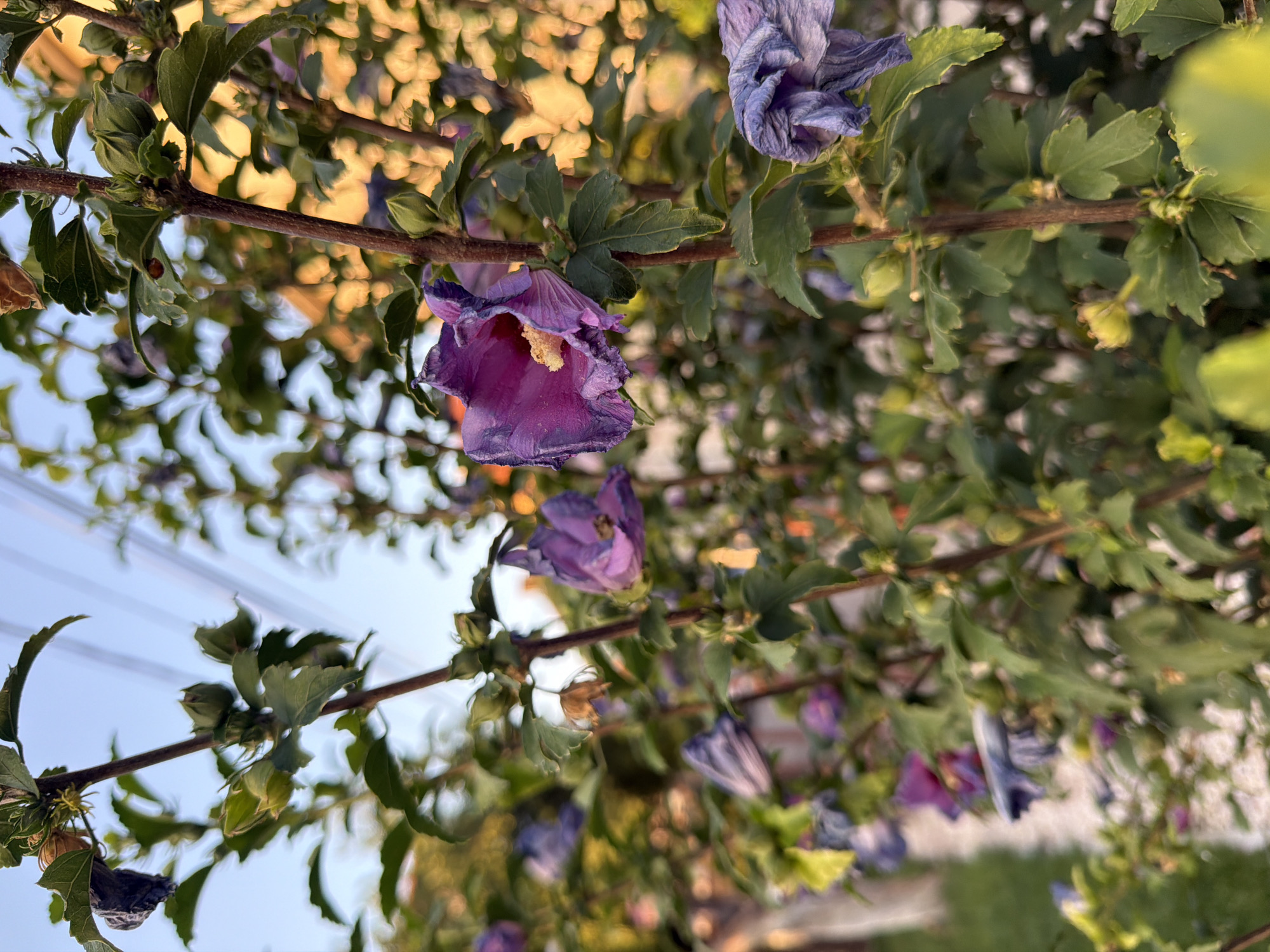 A close-up, low-angle shot captures a bush with purple hibiscus flowers in Svilengrad, Bulgaria. The flowers, some in bloom and others withered, are a deep purple with yellow stamens. The bush has green leaves and is set against a blurred background of green foliage, a pathway, and the sky. The overall lighting suggests it is late afternoon or early evening, with warm, golden light filtering through the leaves in the background. The scene appears to be in a residential or garden area, with power lines visible in the upper portion of the image.