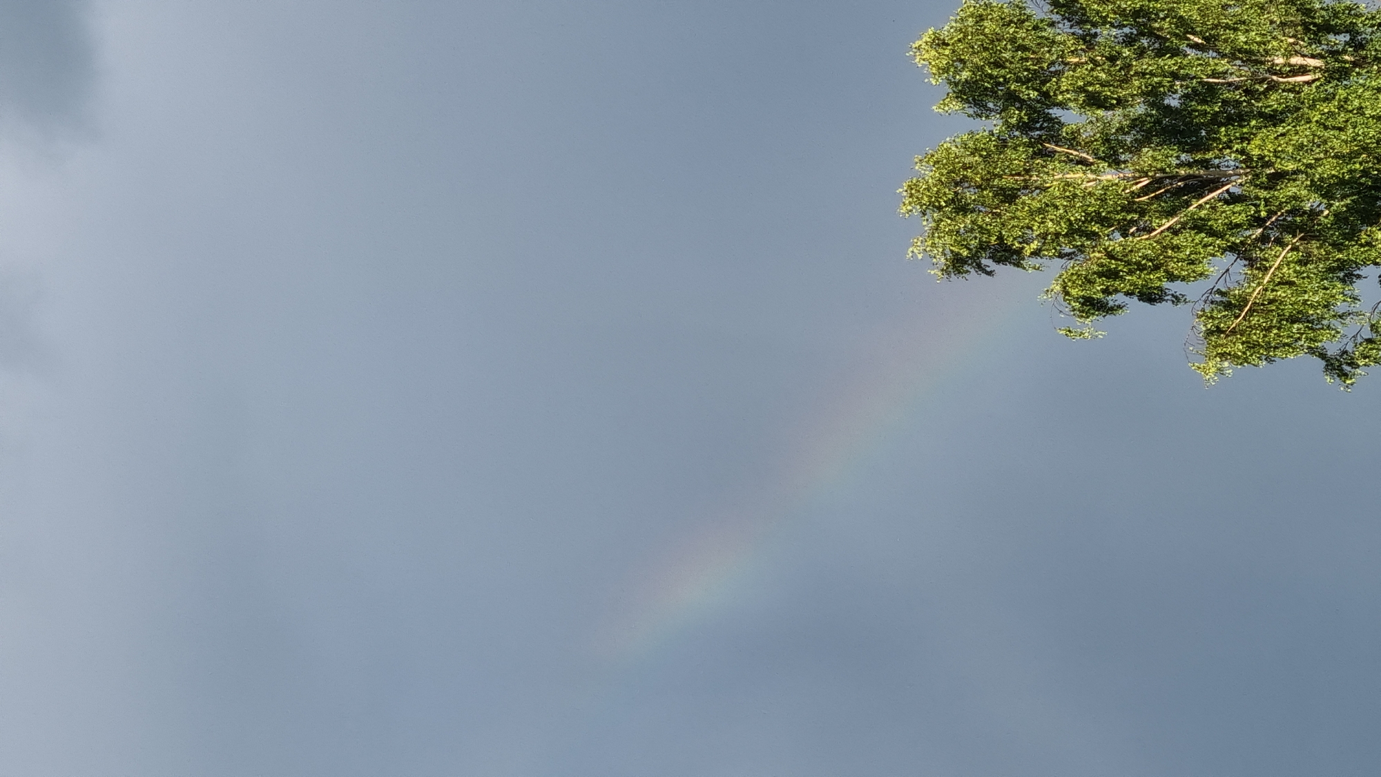 The media file depicts a tree branch with green leaves against a gray sky. A faint rainbow is visible in the sky, extending diagonally from the lower left to the upper right of the image. The tree branch occupies the upper right portion of the frame, with its leaves illuminated by sunlight, suggesting a time when the sun is at an angle. The overall scene suggests a post-rain or overcast weather condition, characteristic of the Russian location of Vysokoe. No people, objects, or text are discernible in the media file. The emotional tone is tranquil and naturalistic.