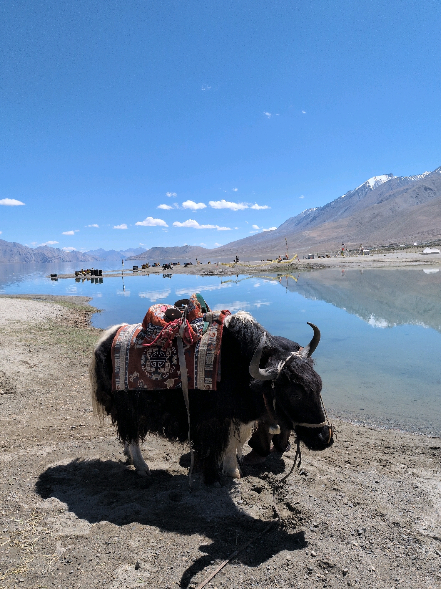 In an outdoor, daytime scene set in the vicinity of Pangong Tso lake in Ladakh, India, a domesticated yak stands near the water's edge. The yak, a dark-colored animal with long, shaggy fur, is adorned with a decorative saddle blanket featuring intricate patterns in red, black, and white. Its horns are visible, and a harness is fitted around its head. The yak is casting a prominent shadow on the sandy ground.
Behind the yak, the clear, blue water of Pangong Tso lake stretches out, reflecting the bright blue sky and scattered white clouds. The lake is bordered by a sandy shore with scattered pebbles and sparse vegetation. In the middle distance, several small yellow vehicles, possibly ATVs or motorbikes, are parked on the shore, suggesting a tourist area. Further back, a mountain range with snow-capped peaks dominates the horizon. The overall environment appears arid and mountainous, characteristic of the high-altitude region. The scene is serene, with the placid lake and the majestic mountains creating a picturesque landscape.