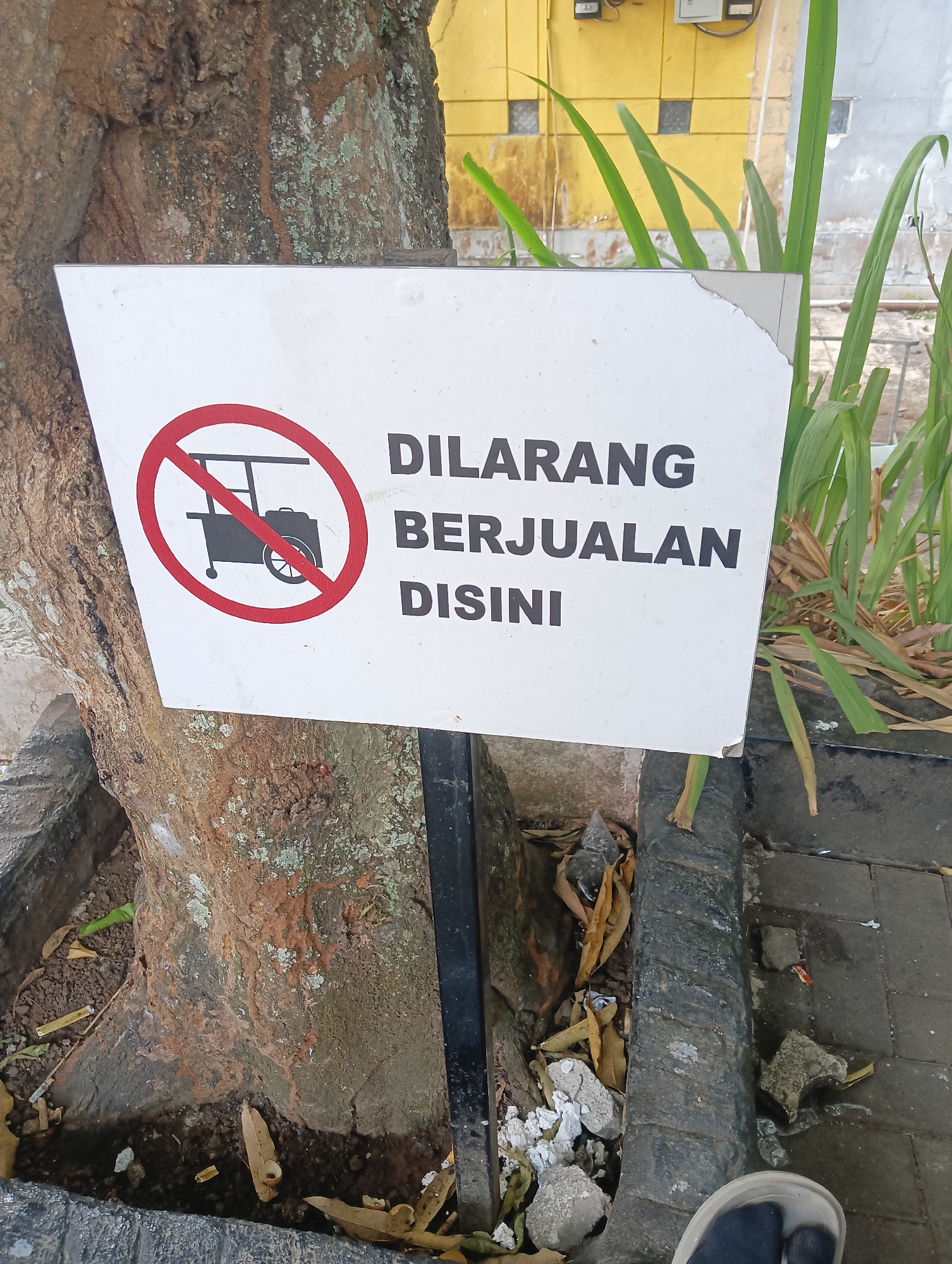 A "No Selling Here" sign is posted in the city of Cigintung, Indonesia, attached to a tree trunk. The sign features a red circle with a diagonal line through a drawing of a cart, indicating that selling is prohibited. Below the symbol, the words "DILARANG BERJUALAN DISINI" are printed in black capital letters, translating to "NO SELLING HERE." The sign is weathered, with a torn corner. The tree bark is rough and textured, with patches of lichen. Around the base of the tree, the ground is covered with dry leaves, cigarette butts, and debris. In the background, a yellow building with some visible electrical conduits can be seen, along with green plants and a paved walkway. A person's foot, wearing a dark shoe and a light-colored sandal, is visible in the lower right corner of the frame, stepping onto the paved area.