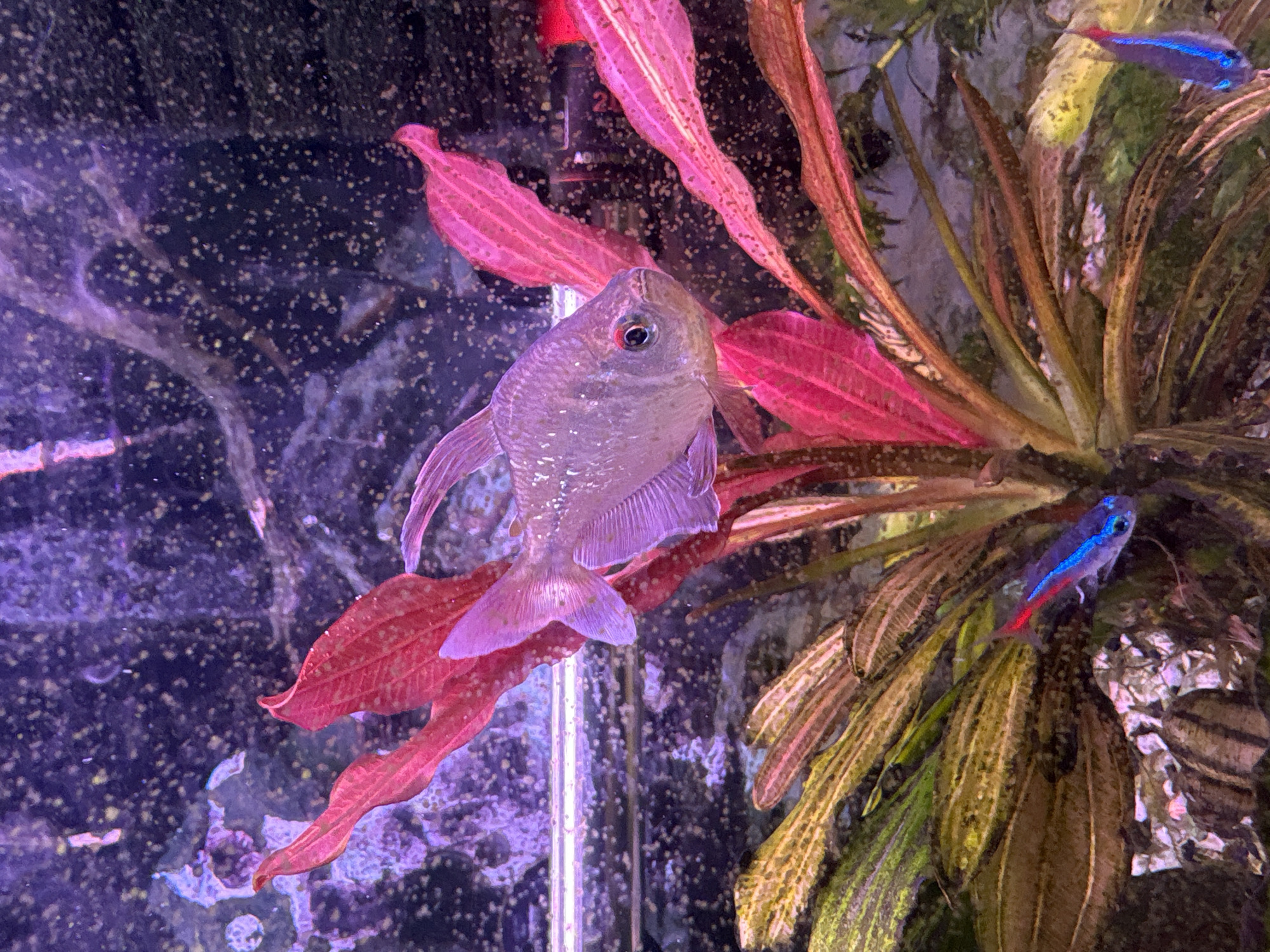 An indoor aquarium scene features a Black Skirt Tetra fish positioned centrally, surrounded by a cluster of red and greenish-brown aquatic plants. Two Neon Tetra fish are visible near the top right of the frame, partially obscured by the plants. The aquarium's background appears dark and indistinct with numerous small, light-colored particles. A vertical, transparent tube is present on the left side of the frame.
