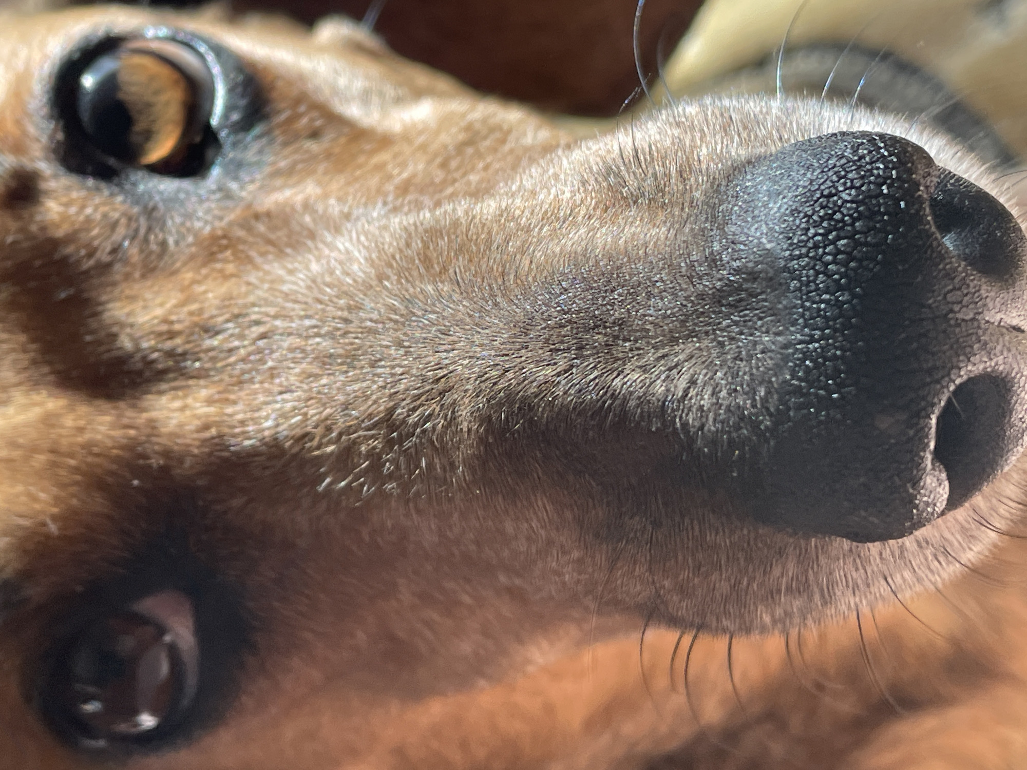 This is a close-up, eye-level, indoor photograph of a dog's face, focusing on its nose and eyes. The dog appears to be a Dachshund, with short brown fur. The lighting suggests it might be daytime, possibly near a window, casting a warm glow on the fur. The image provides no information about the city of Rostov-on-Don, Russia, or any other specific location. There are no people, actions, or interactions depicted in the image. The environment is out of focus, hinting at an indoor setting.