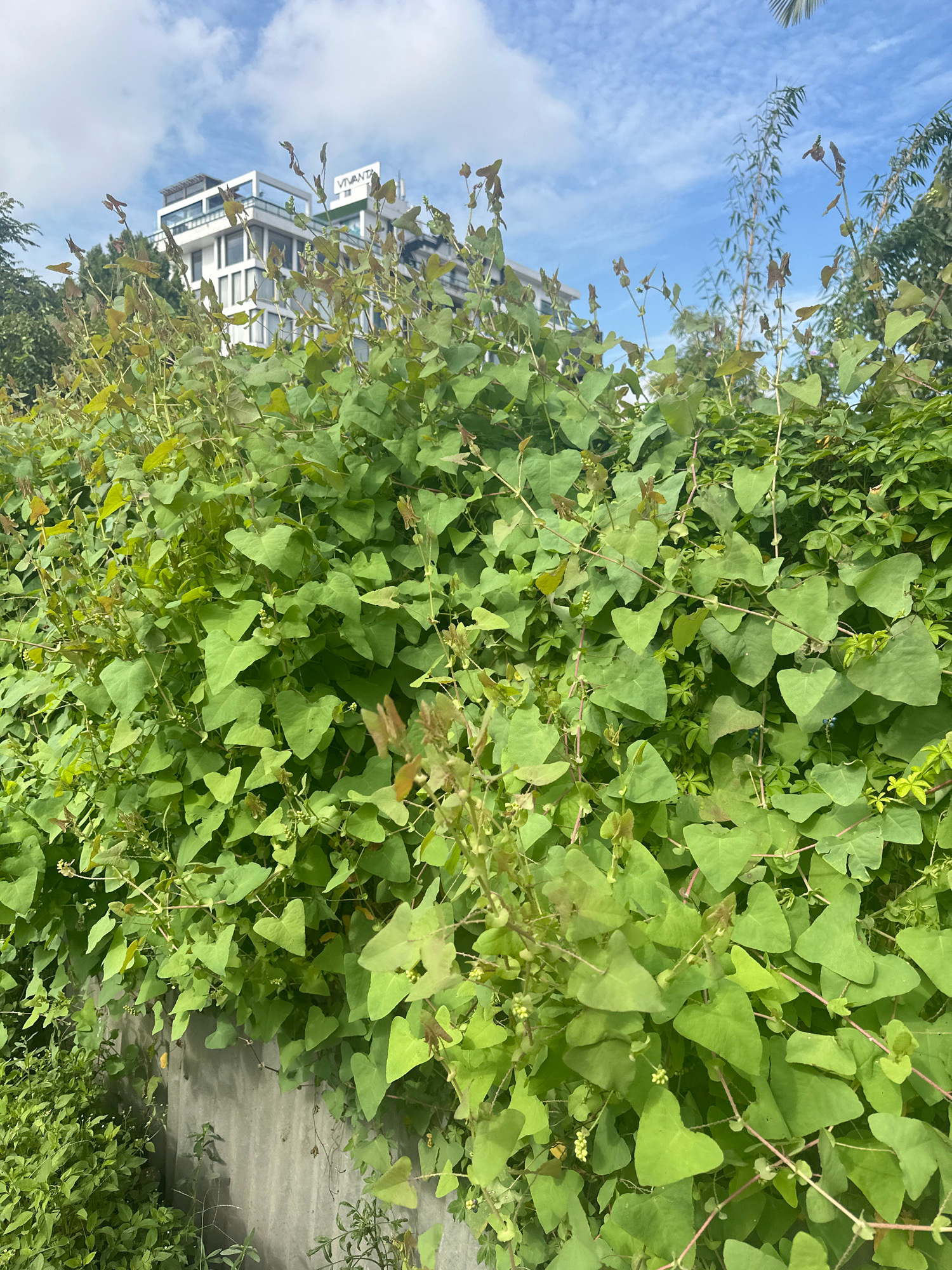A medium shot captures an overgrown thicket of vibrant green plants with heart-shaped leaves, climbing over a rough, grey concrete wall. The vegetation, which appears to be a type of vine, is dense and lush, with some delicate reddish-brown tendrils and small, pale buds visible throughout. In the background, a modern, multi-story white building with clean lines and dark-tinted windows stands against a bright blue sky dotted with fluffy white clouds. The building has "VIVANTA" signage visible near its rooftop. The scene is likely located in Lalitpur, Nepal, given the architectural style of the building and the surrounding vegetation. No people are present in the image.