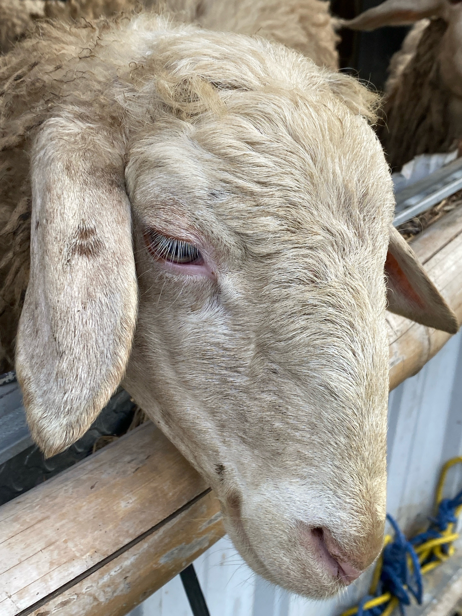 A close-up, eye-level shot shows the head of a sheep peering over a wooden railing. The sheep has light brown wool and a pinkish nose. Its eye, a dark brown pupil surrounded by a reddish iris, is visible. The sheep's ear is long and hangs down, and its snout is pointed. In the background, another sheep's head is visible, along with a blurred blue and yellow rope and a metal fence. The scene appears to be outdoors, possibly at a farm or petting zoo.