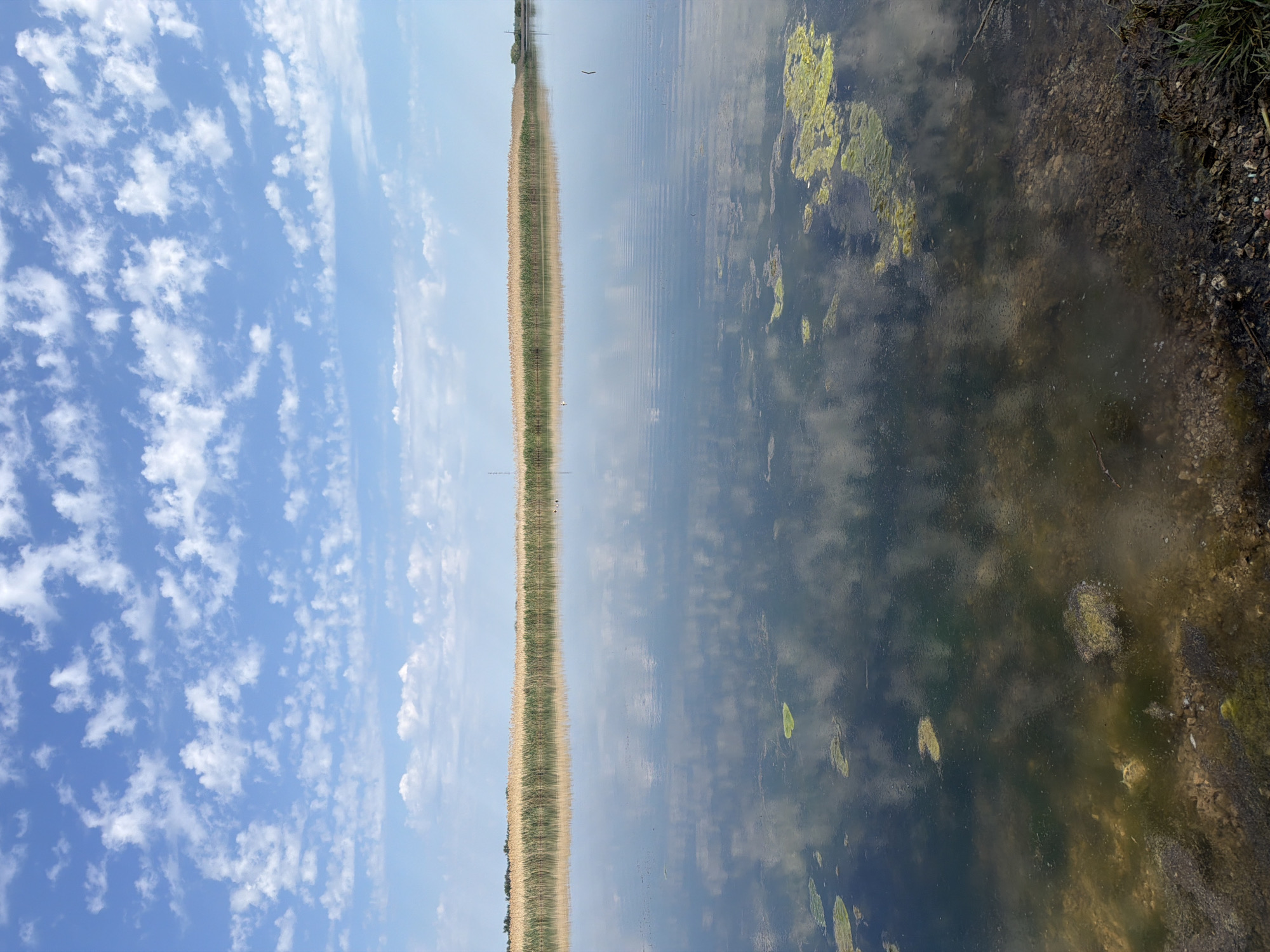 The image shows a body of water, likely a lake or pond, with a reflection of the sky and clouds. Tall reeds grow along the bank. A narrow strip of land can be seen in the background. The water near the bank is murky and has algae. The location is likely Leningradskaya, Russia, based on the user prompt. The image is taken from a low angle, making the reflection prominent. The sky has scattered clouds on a blue background.