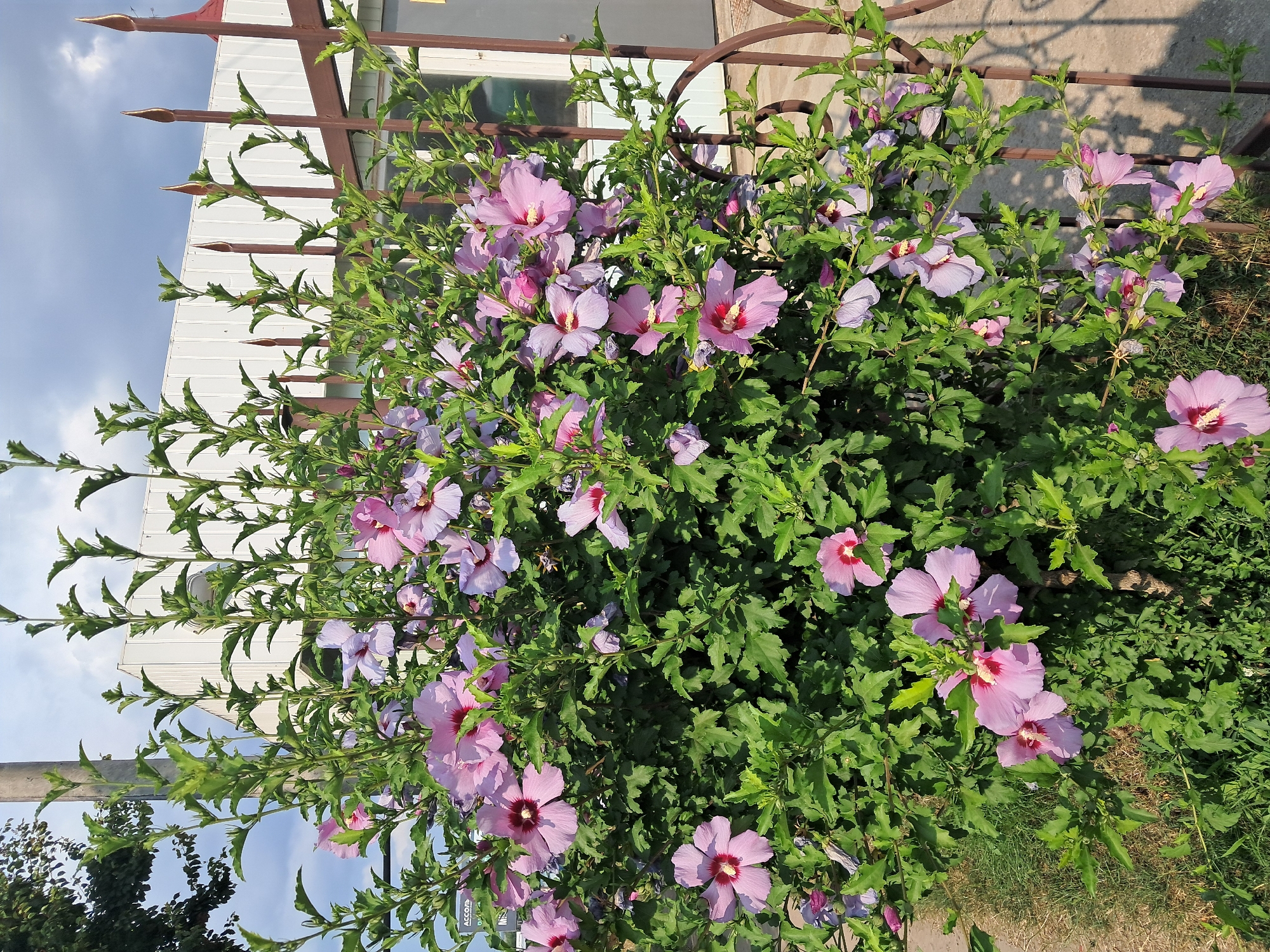 In the city of Smila, Ukraine, a dense bush with abundant pink and purple hibiscus flowers is situated next to a brown metal fence. The fence is ornamental, with pointed finials at the top and curved elements at the bottom, partially obscured by the foliage. Behind the bush and fence, a light-colored building with vertical siding is visible. The sky above is partly cloudy. The foreground shows a strip of dry grass.