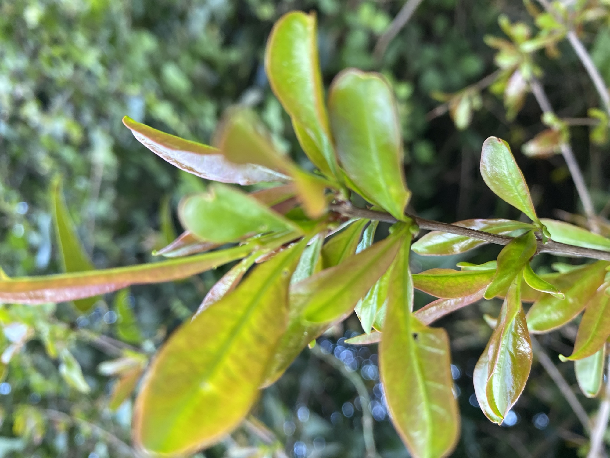 The image depicts a close-up of a branch with green and reddish-tinged leaves. The leaves are smooth and slightly glossy. The background is a blurred green, likely indicating other foliage. The location and any association to the city of Budva, Montenegro cannot be determined from the image alone.
