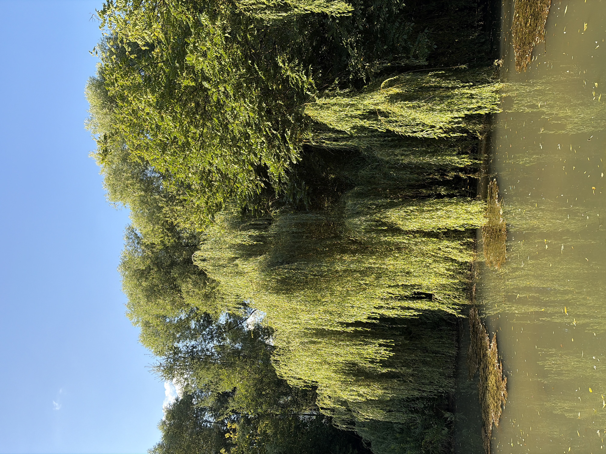 A sunny, outdoor shot captures a serene natural scene with a body of water in the foreground and lush green trees in the background. The water, a murky green, reflects the trees and the bright blue sky above. Patches of aquatic vegetation float on the surface, with a few scattered leaves. The trees are dense and vibrant, with a prominent weeping willow in the center, its long, drooping branches creating a curtain of green. The sky is clear blue with a few wispy white clouds. The sunlight casts a warm glow on the scene, highlighting the textures of the leaves and water.
