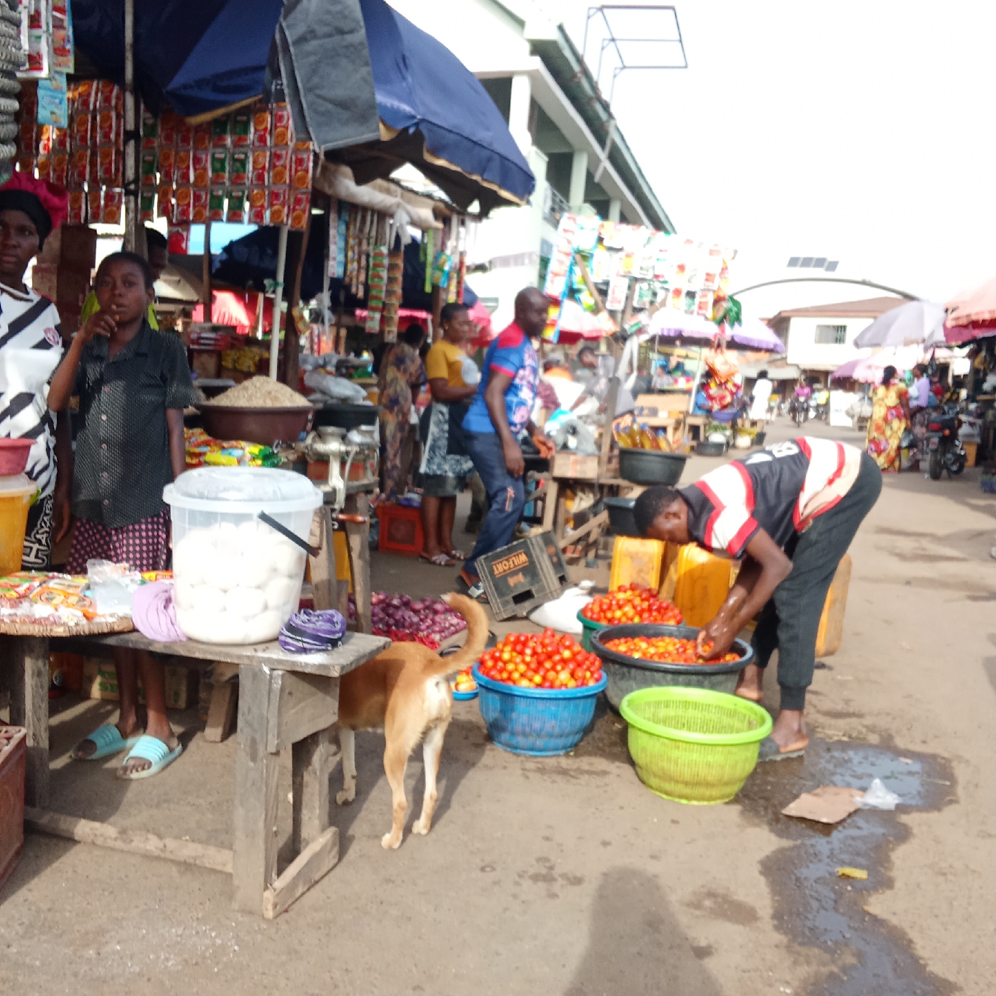 The image depicts an outdoor market scene in Akwanga, Nigeria. A man in a black and red shirt is bent over washing tomatoes in a black bucket. Two full buckets of tomatoes, one blue and one green, are nearby. A light-brown dog stands behind the tomatoes near a table. On the table is a large white container and other small items. Behind the table stand two children and a woman. Market stalls with various goods are set up in the background, and other people are visible moving through the market.