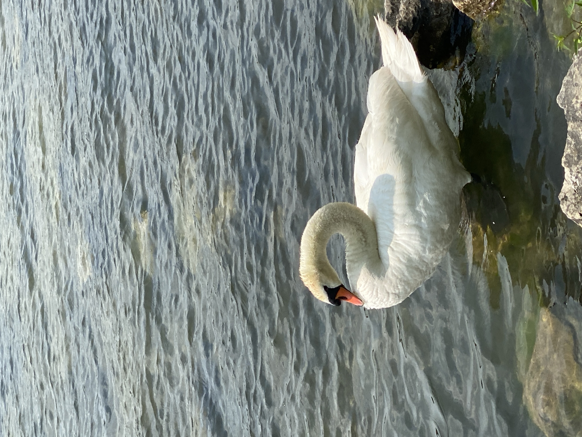 The image shows a white swan in calm, slightly rippled water. The swan is positioned in the center-left of the frame, with its head curved downwards towards the water. It has a bright orange beak with a black tip and an orange patch at the base. The swan's body is mostly submerged, with its white feathers contrasting against the dark water. The background consists of more water, reflecting the sky and appearing slightly textured with gentle waves. The foreground shows some rocks partially submerged in the water on the right and left edges of the image. The lighting suggests it is daytime, with sunlight reflecting off the water's surface. There are no people or buildings visible in the frame. The location is identified as the city of Laténa, Switzerland.