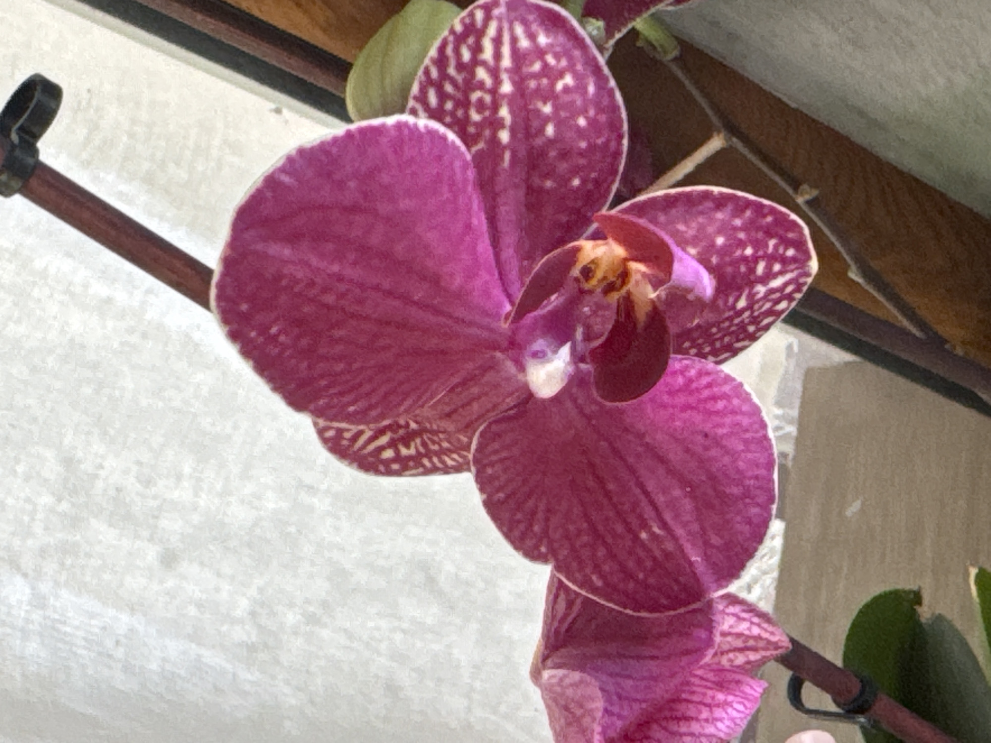 The image shows a close-up of a vibrant pink orchid with intricate white spotting on its petals. The orchid is in bloom, with its delicate petals unfurling. The background is softly blurred, suggesting a shallow depth of field, and appears to be a textured wall in a light color, possibly off-white or beige. A thin, dark stem extends upwards from the bottom left, attached to the flower by a black clip. The lighting appears to be natural, casting soft shadows and highlighting the textures of the orchid. The scene is static and peaceful, focusing entirely on the beauty of the flower. There is no indication of location within the city of Veselina, Bulgaria.