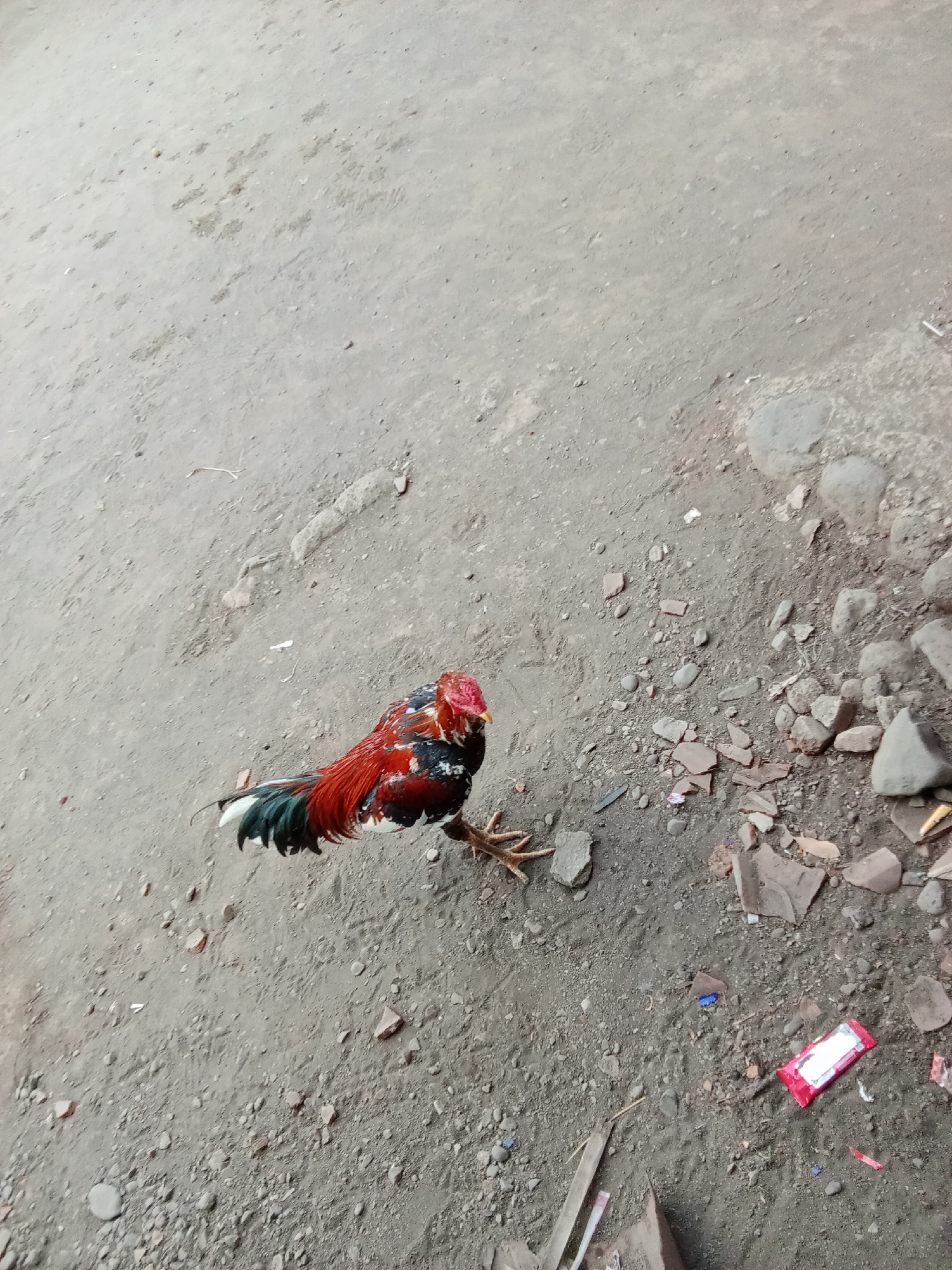 A rooster with red and black feathers stands on a dirt ground. The rooster is facing left and its tail feathers are fanned out. The ground is covered in dirt and small rocks. There are also a few pieces of trash scattered on the ground, including a red and white wrapper. The background is out of focus and appears to be a nondescript outdoor area.