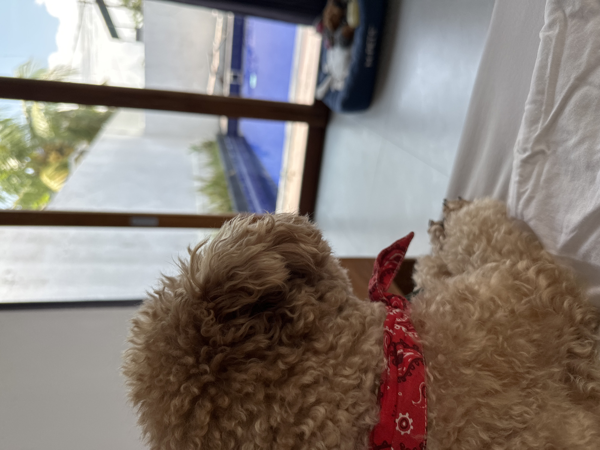 A light brown, curly-haired dog, wearing a red bandana with a white paisley pattern, is seated with its back to the viewer, looking out through a large glass door with brown wooden frames. The dog is positioned on a white bedspread. Through the glass, an outdoor scene is visible, featuring a bright blue swimming pool, bordered by white walls. Green tropical foliage and a blue sky with white clouds are discernable above the walls. To the right, within the indoor space, a blue dog bed containing multiple toys rests on a light-colored floor. This scene is located in Dalung, Indonesia.
