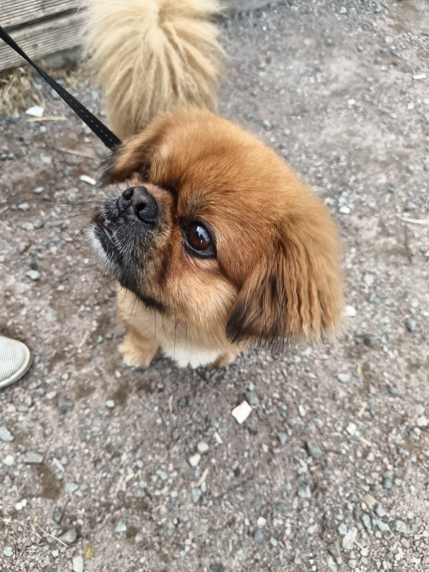 A small, fluffy, tan-colored dog with a black nose and dark brown eyes looks up and to the left. The dog is wearing a black leash. Its fur is long and slightly wavy, with darker tips on its ears. The dog is sitting on a surface of small stones and dirt. To the left of the dog, the toe of a white sneaker is visible. In the background, a wooden structure and dry grass can be seen. The lighting suggests it is daytime. The scene appears to be outdoors, possibly in a park or a yard. The dog's expression seems attentive and perhaps a little curious. No text is visible in the image.