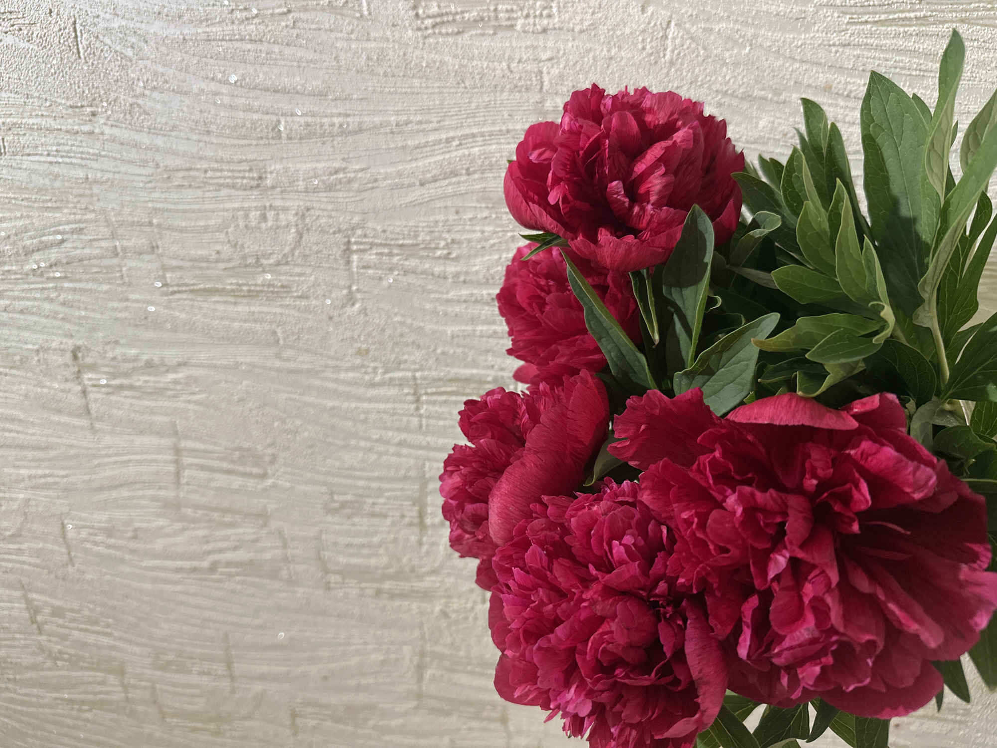 A close-up photograph shows a bouquet of dark pink peonies with green leaves against a textured, light beige wall. The wall appears to be decorated with horizontal lines. The image is taken indoors. The location is unspecified.