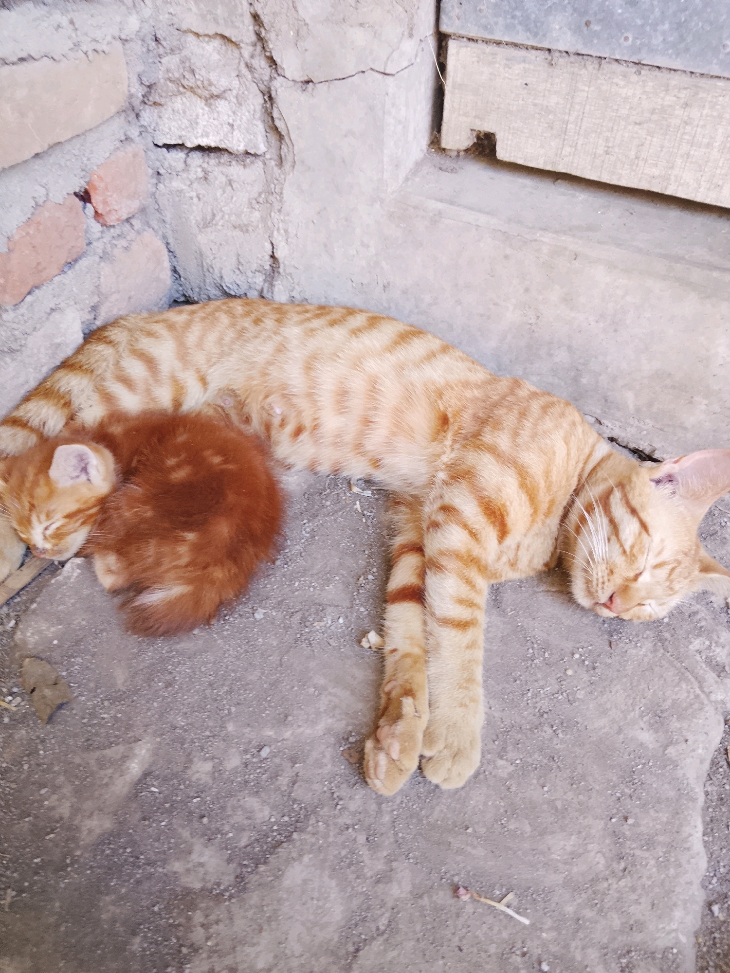 Two orange tabby cats, an adult and a kitten, sleep curled together on a concrete surface next to a brick wall and a wooden structure. The adult cat is on its side, stretched out, with its eyes closed. The kitten is nestled against the adult's belly, also sleeping soundly. The ground is rough and stony, with some scattered debris. The lighting suggests it is daytime, casting subtle shadows. The overall scene depicts a peaceful moment of rest.