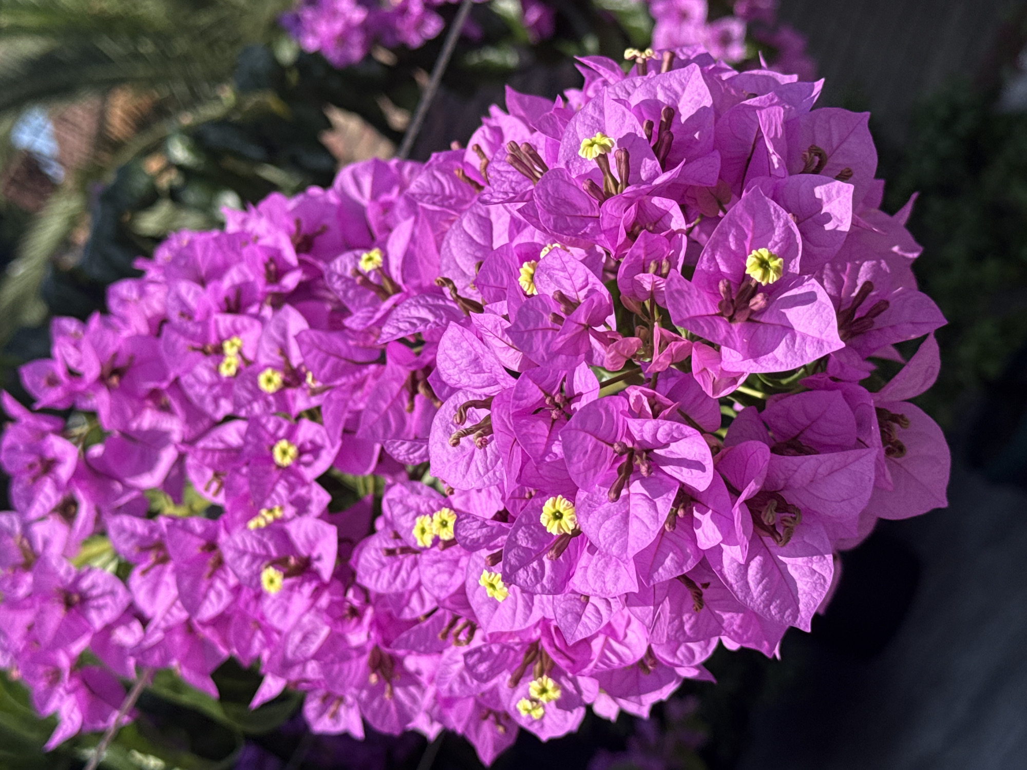 A close-up, high-angle shot shows a cluster of vibrant fuchsia bougainvillea flowers. The petals are delicate and papery, with a slightly crinkled texture. Tiny, bright yellow stamen are visible at the center of many of the flowers. The flowers are densely packed, creating a lush and abundant display. In the background, out-of-focus greenery and hints of a palm tree suggest an outdoor, possibly tropical or subtropical, environment. The lighting is bright, casting subtle shadows on the petals and highlighting their rich color. The image is sharp and detailed, capturing the intricate beauty of the flowers. This scene is not located in Sochi, Russia, but appears to be from a warmer climate.