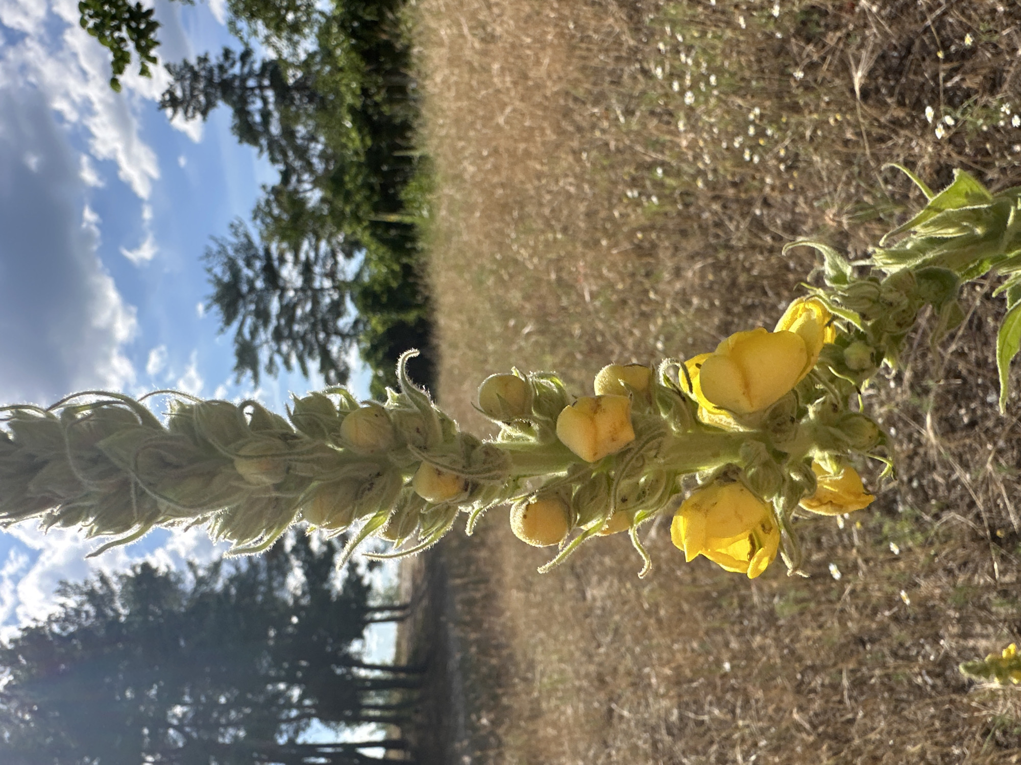 A close-up, vertical, eye-level shot focuses on the flowering spike of a Verbascum, commonly known as mullein, a tall herbaceous flowering plant. The plant stands prominently in the foreground, its stalk covered in fuzzy, grayish-green leaves and buds, with several bright yellow, five-petaled flowers blooming near the bottom. The flowers exhibit a slightly irregular, trumpet-like shape.
The background consists of a dry, grassy field dotted with small white wildflowers. In the middle ground, a line of trees, primarily evergreens with some deciduous foliage, creates a visual barrier. Beyond the trees, the sky is a vibrant blue with scattered white, fluffy clouds. Sunlight casts a warm glow on the scene, highlighting the textures of the plant and the dry grasses. The overall impression is one of a natural, rural landscape on a bright, sunny day. The location is Unkown, Unkown.