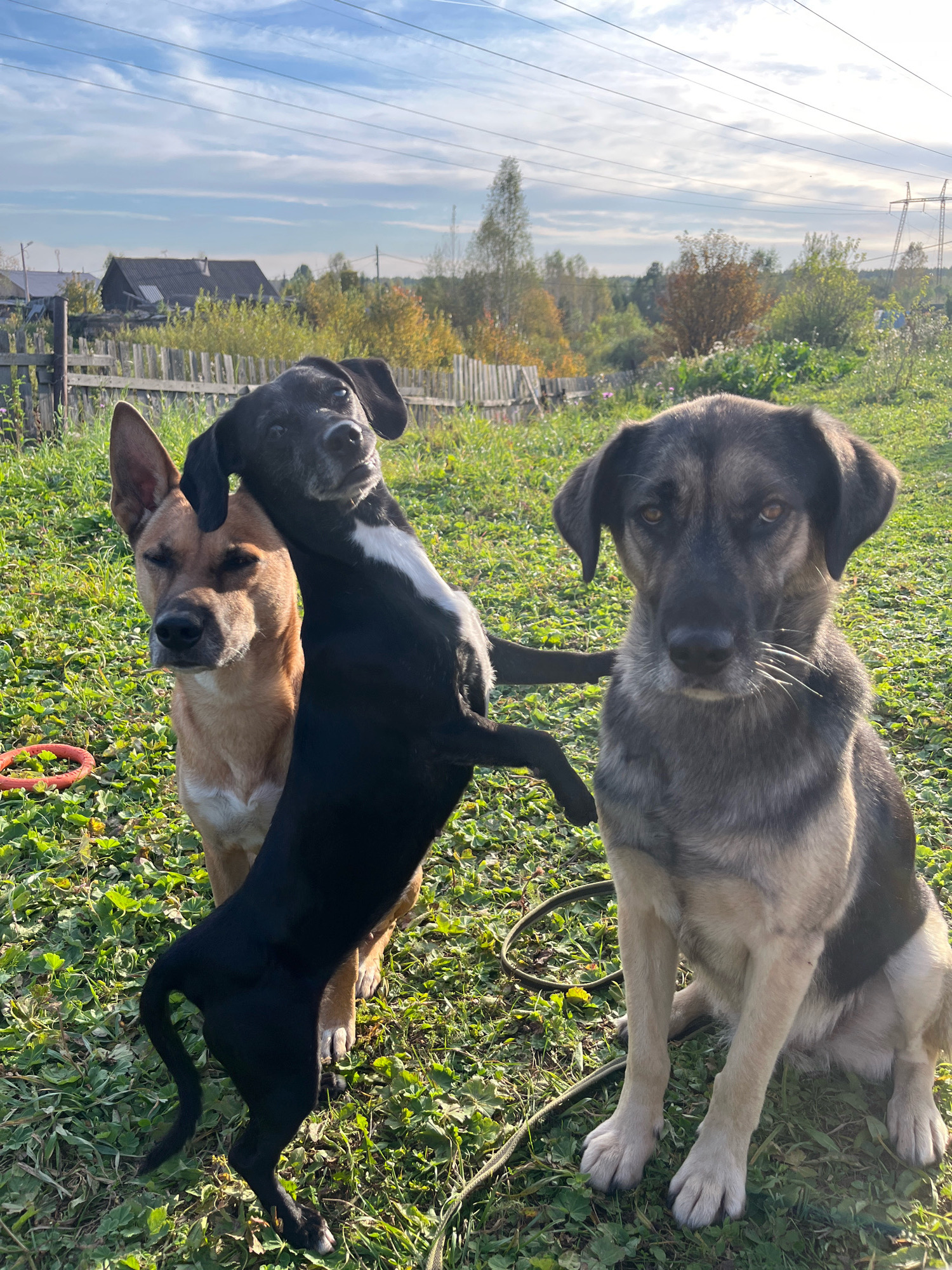 A medium shot captures three dogs in a grassy, outdoor setting. The dog on the right is a large, grey and tan mixed breed, seated and looking directly at the camera with its ears perked slightly. In the center, a black dog is standing on its hind legs, leaning its front paws on the back of a tan and brown mixed breed dog to its left. The black dog has a white marking on its chest and is looking towards the camera with its head tilted. The tan and brown dog is seated, facing left, with its head turned slightly to look at the camera. A red ring toy is visible on the grass to the left of the tan dog. In the background, a wooden fence encloses a yard with scattered trees and a few houses with dark roofs, suggesting a rural or suburban environment. The sky above is blue with scattered clouds, and power lines are visible in the distance. The scene appears to be set in a village on the outskirts of Nizhny Tagil, Russia, indicated by the architectural style of the houses and the overall landscape.