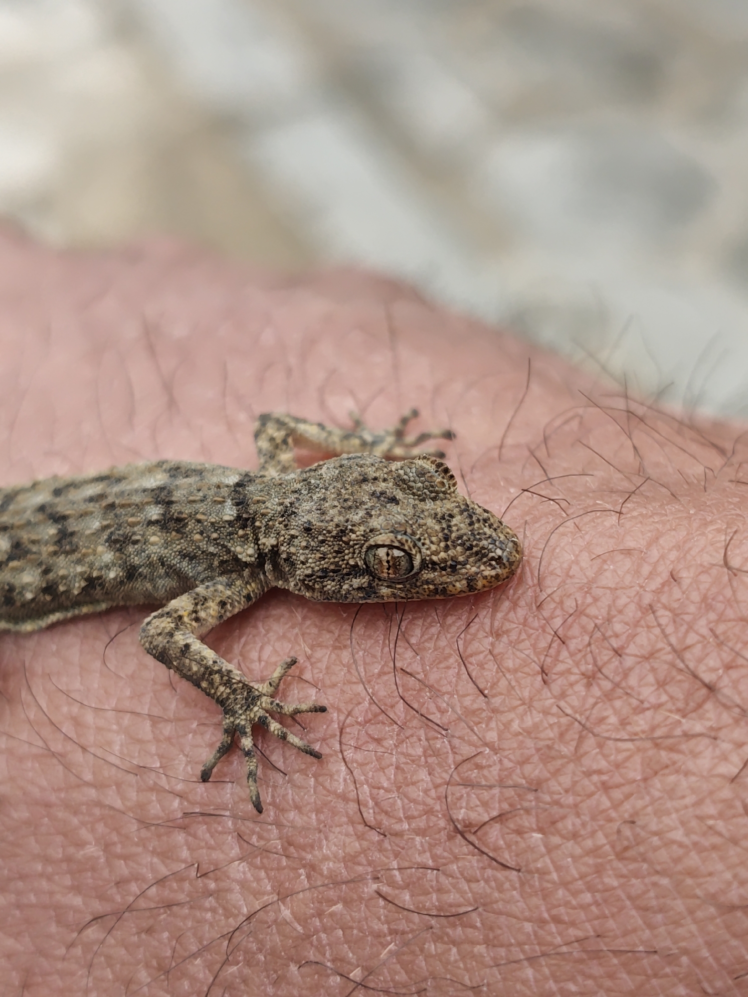 A close-up shot shows a small, grey-brown gecko resting on a person's forearm. The gecko's mottled skin provides camouflage against the pinkish skin of the arm. Fine hairs are visible on the arm. The background is blurred, indicating shallow depth of field. There is no context of location or city.