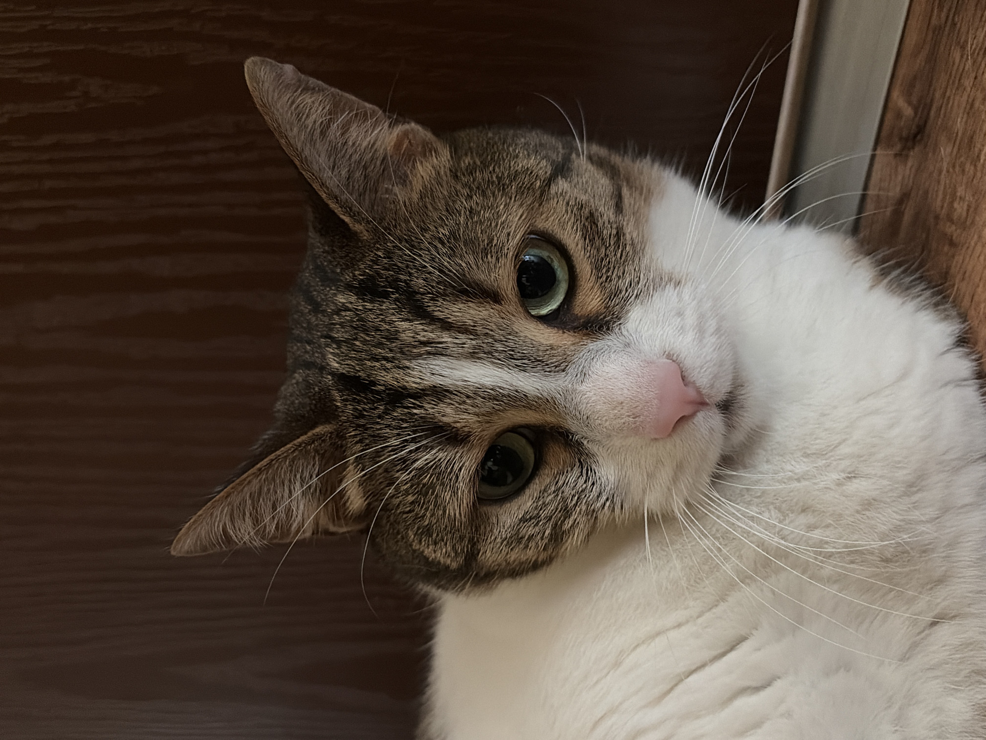 A close-up, head-and-shoulders shot focuses on a domestic cat's face against a dark, textured wooden background. The cat has white fur on its chest and face, transitioning to tabby markings of brown, grey, and white on its head and ears. Its eyes are a striking green, and its nose is a soft pink. Long white whiskers fan out from its muzzle. The cat appears to be lying down, with its body visible from the chest down on the left side of the frame. The lighting is soft, highlighting the cat's features and creating a slightly blurry effect on the background. The overall scene is domestic and intimate.