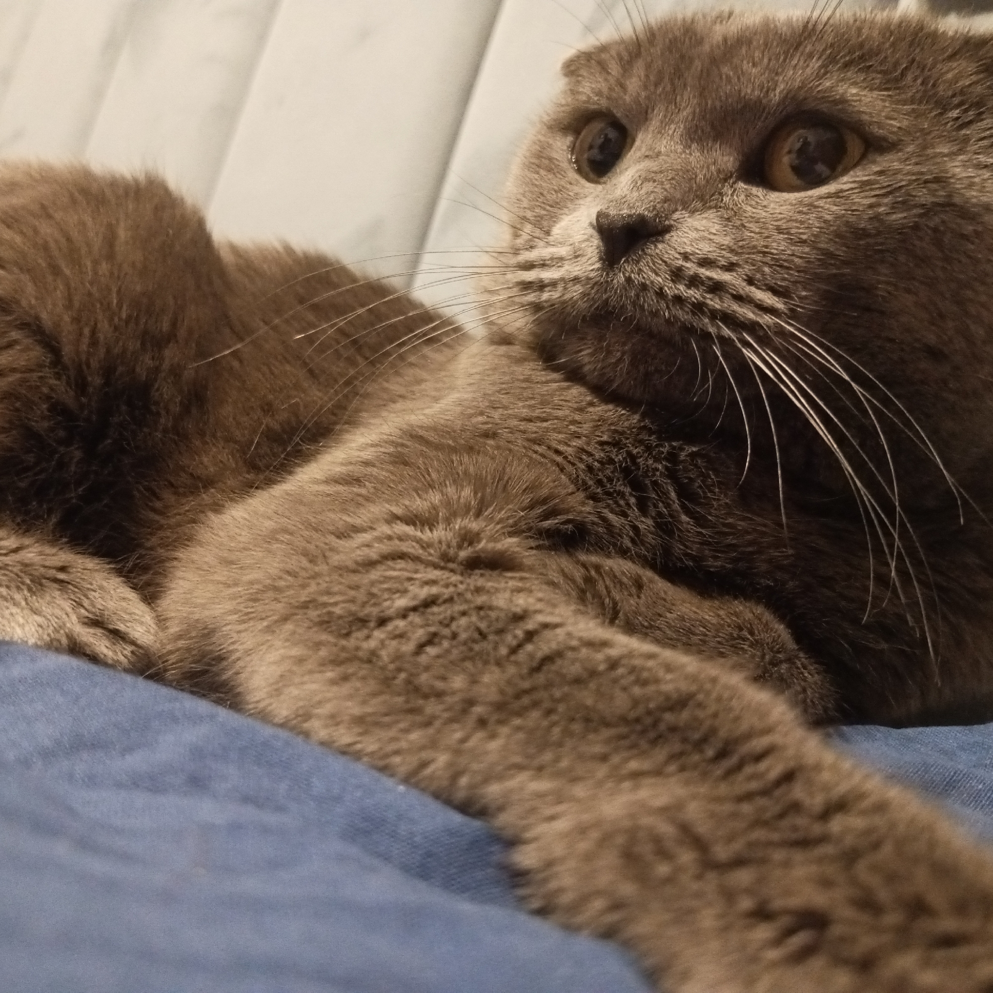 A gray Scottish Fold cat is lying on a blue surface, possibly fabric. The cat is facing right with amber eyes, its whiskers are visible. The location is unknown, so I cannot confirm the location in the city of Chaikovsky, Russia.
