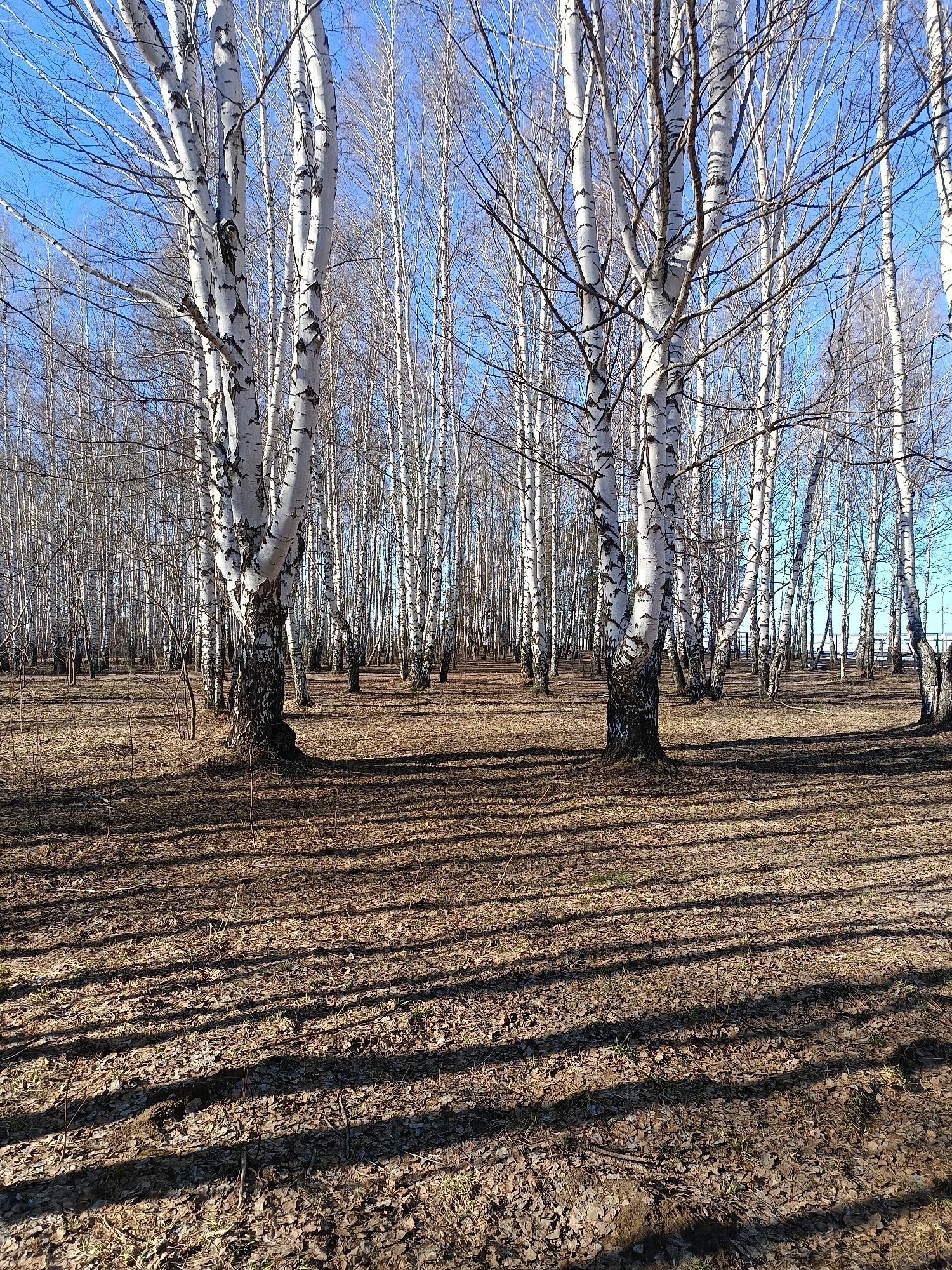 The image depicts a birch forest in the city of Chaikovsky, Russia, likely taken in early spring. Numerous birch trees with bare branches and distinctive white bark with black markings are visible against a clear blue sky. The ground is covered with a layer of dry fallen leaves and grass. Long shadows from the trees are cast across the forest floor, indicating a low sun angle. There are no people visible in the image.