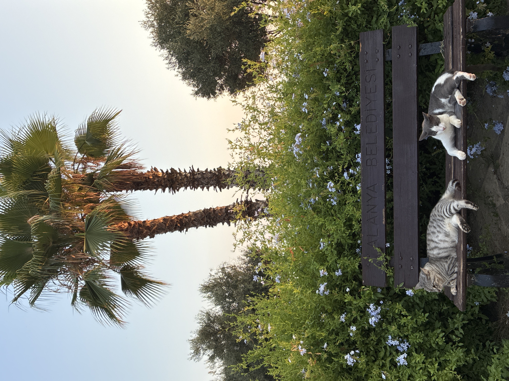 Two cats are resting on a wooden park bench under two palm trees. The bench is engraved with "ALANYA BELEDIYESI," indicating its location in Alanya, Turkey. The bench is situated in front of a dense green bush with small blue flowers. The sky is clear and pale yellow, suggesting either sunrise or sunset. One cat, a tabby, is lying on its side, facing left. The other cat, a calico with white, gray, and black markings, is sitting with its legs extended, facing forward. The overall scene depicts a serene and peaceful outdoor setting in Alanya.